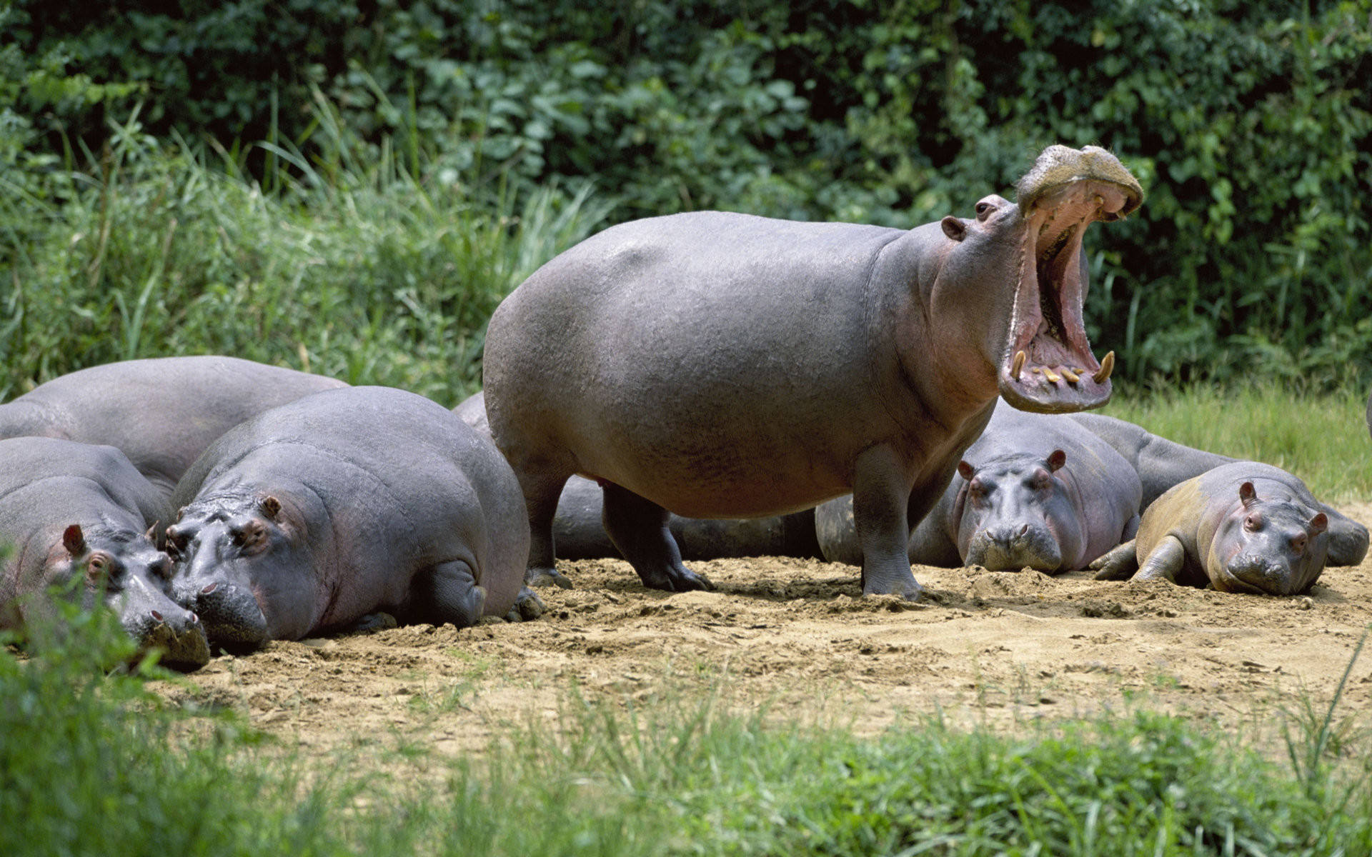 Hippopotamus Male Herd