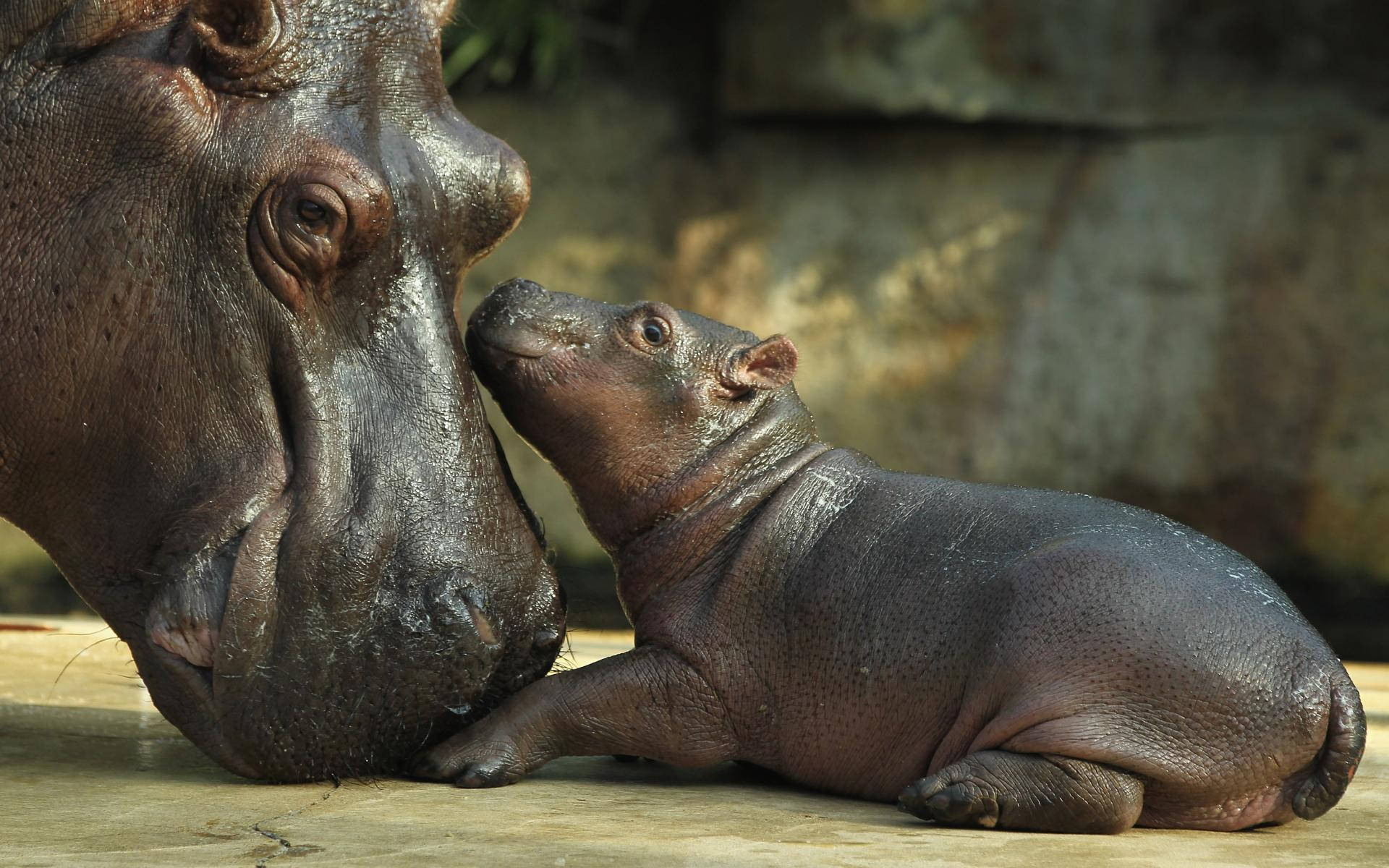 Download Hippopotamus Mother And Baby Wallpaper 