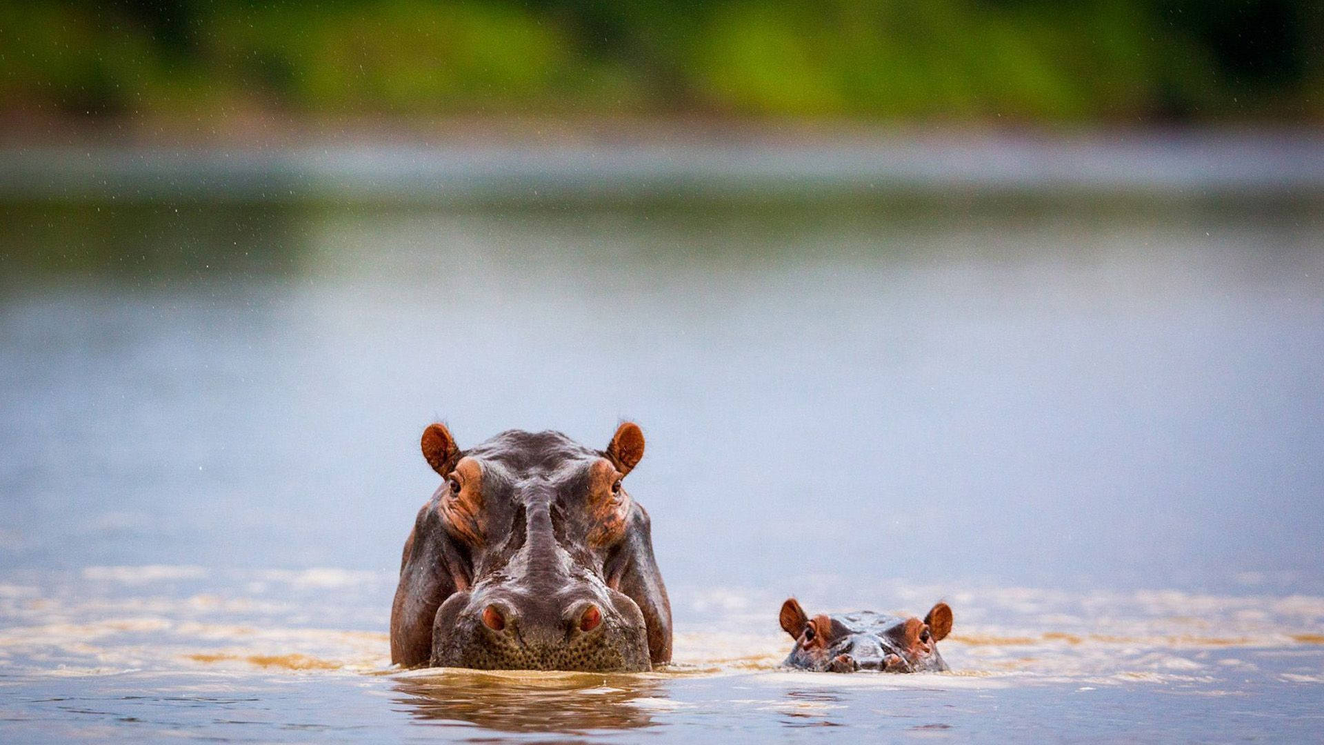 Hippopotamus mor og baby skuer frem Wallpaper
