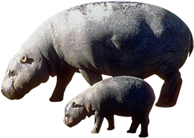 Hippopotamus Motherand Calf PNG