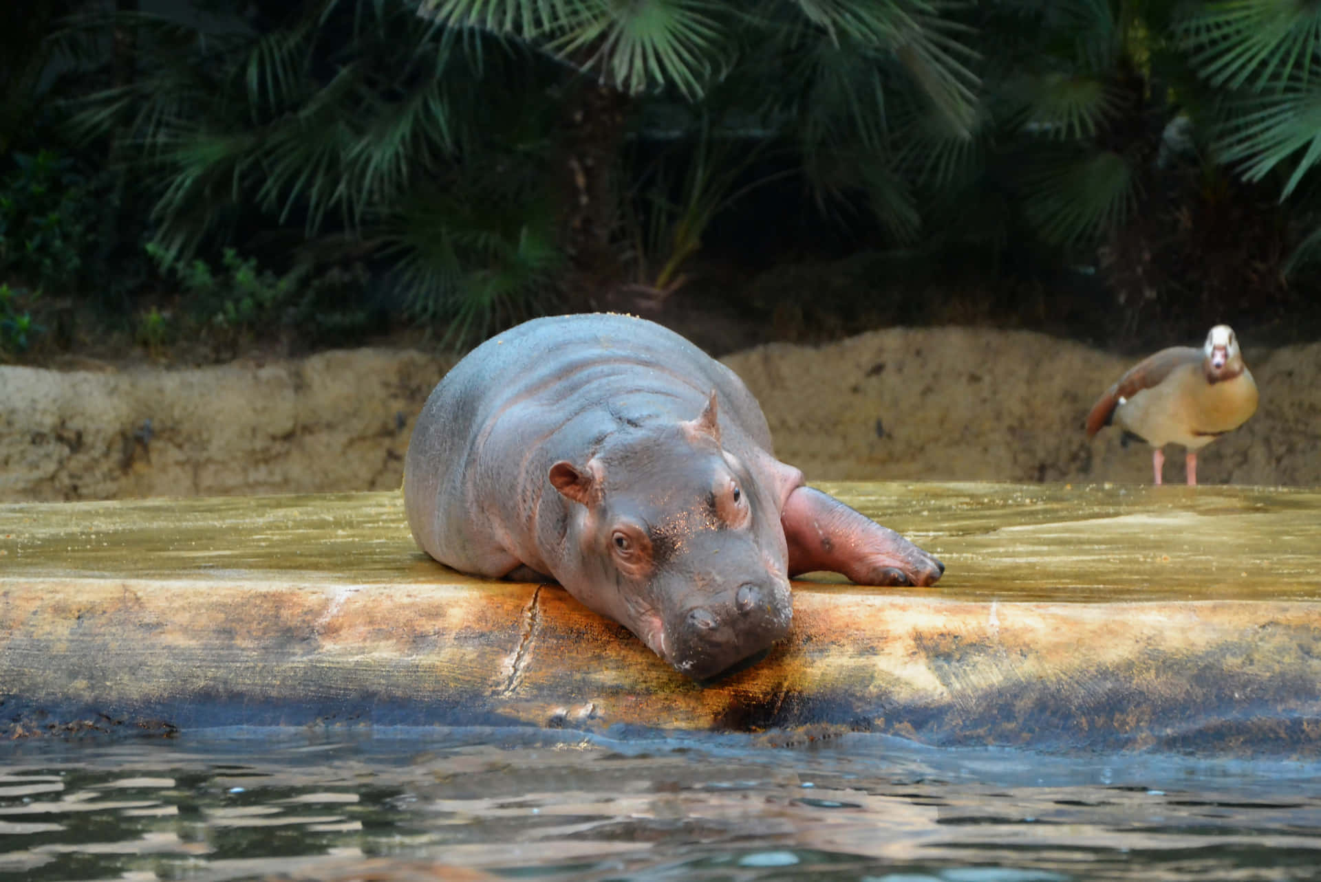 Imagende Un Bebé Hipopótamo Durmiendo En Un Río.