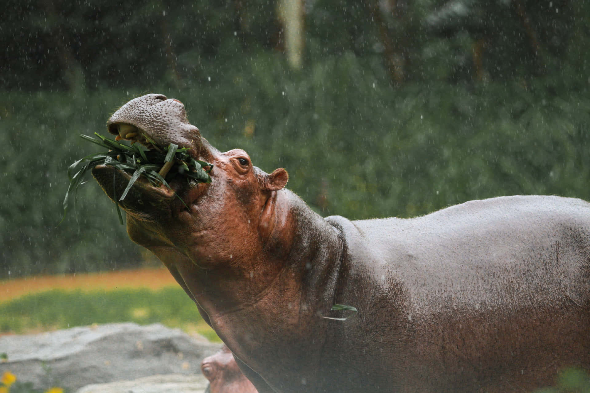 Imagemde Um Hipopótamo Comendo Plantas Na Água.