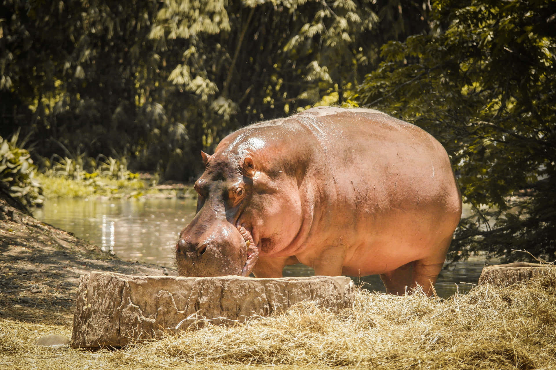 Imagendel Hipopótamo Comiendo En Un Río Natural.