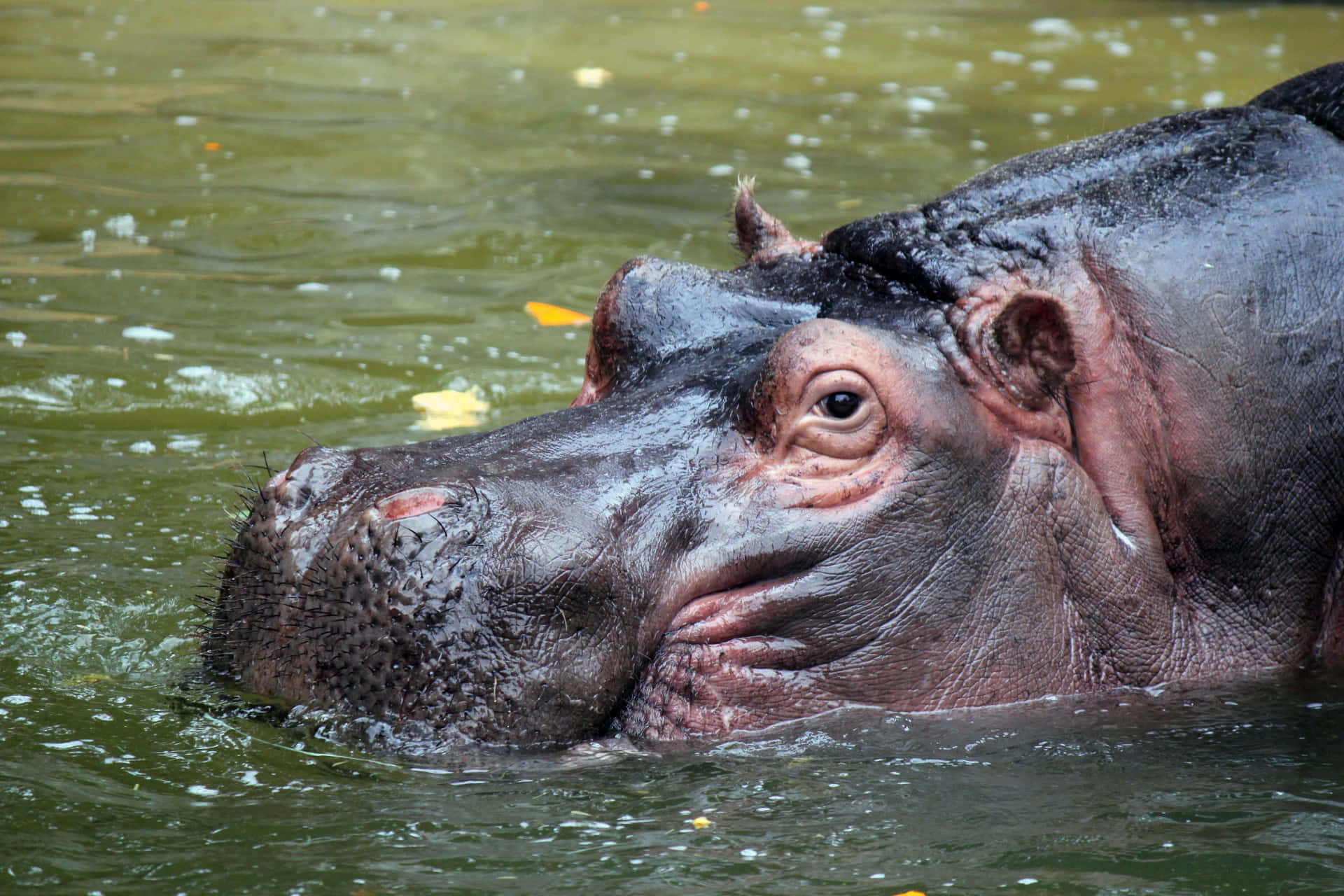 Unhipopótamo Está Nadando En El Agua.