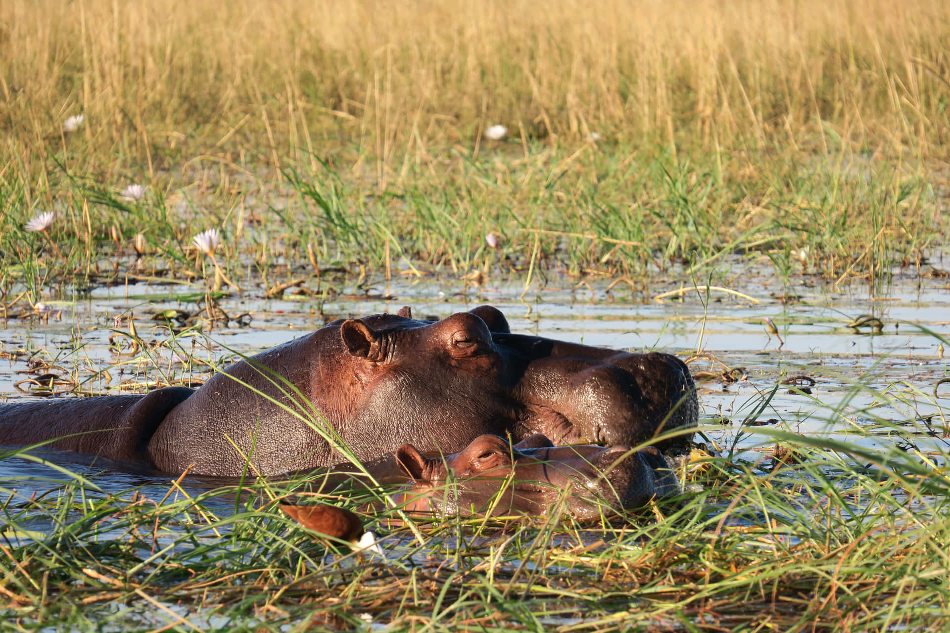 Imagende Un Hipopótamo En La Hierba Cerca De Un Río En La Naturaleza.
