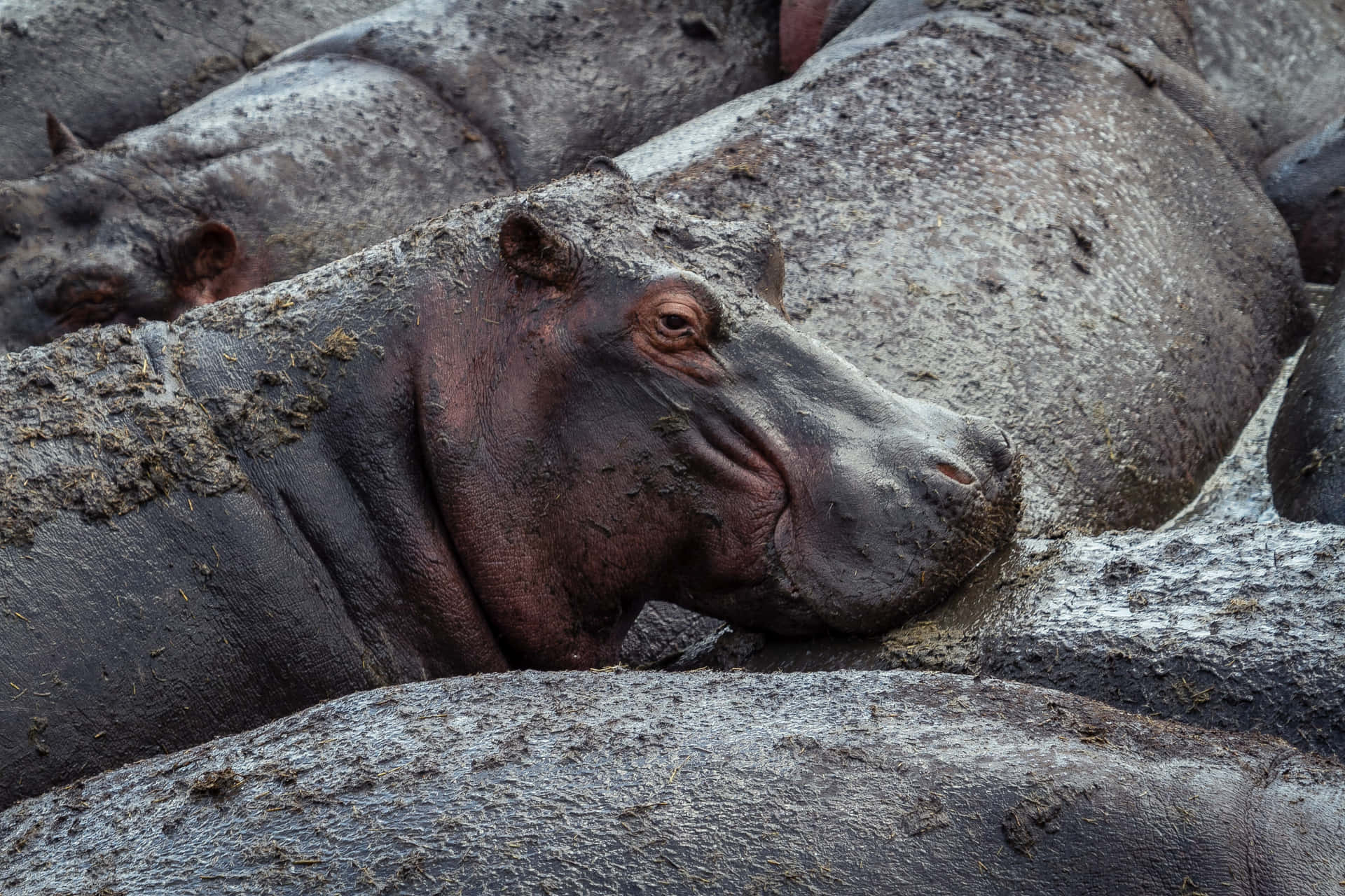Hippopotamus Bathing Dirt Mud Picture