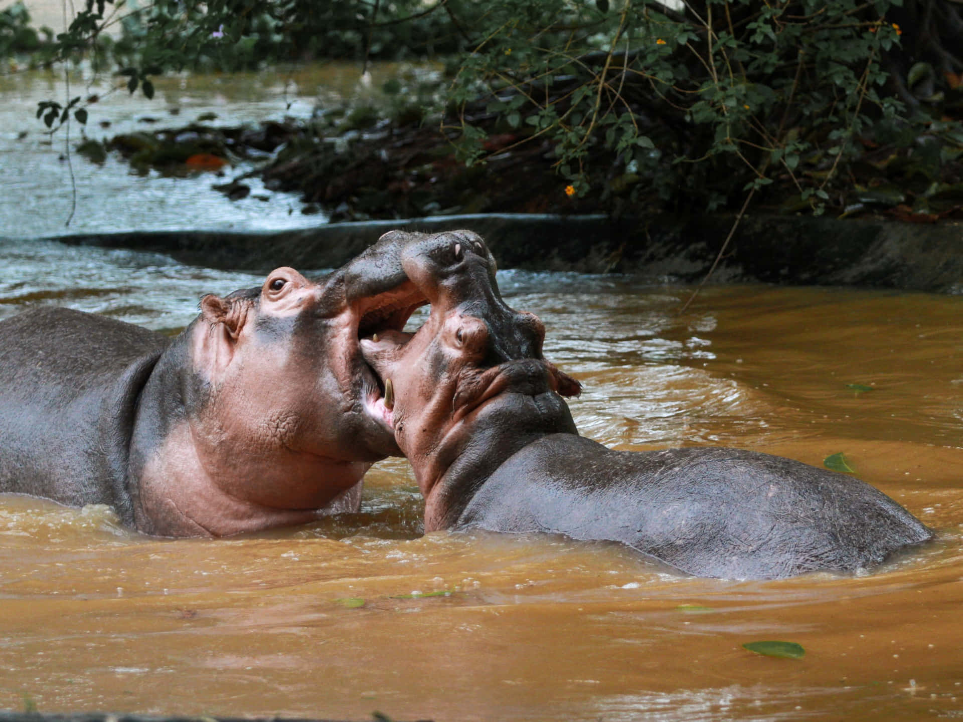 Imagende Un Hipopótamo Amigable Jugando En El Río.