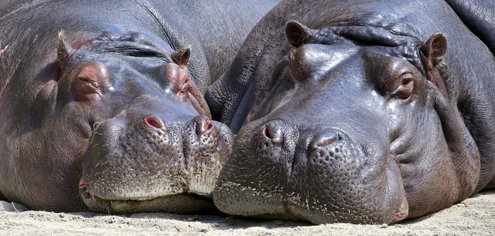 Hippopotamusgroßes Kuschelndes Freunde Bild
