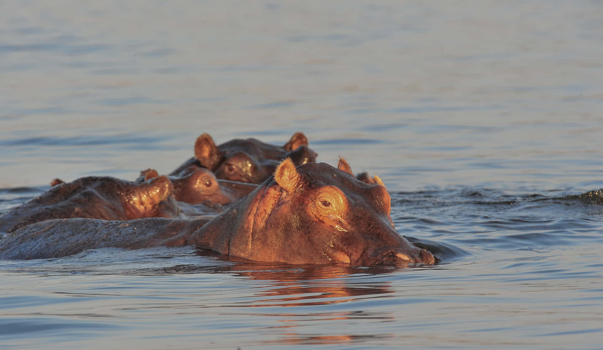 Hippopotamus Friends Swimming River Picture