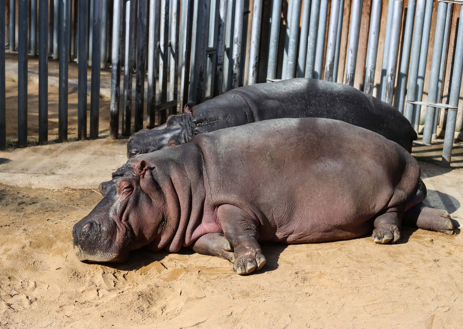 Imagemde Um Hipopótamo Descansando Na Areia Com Um Amigo