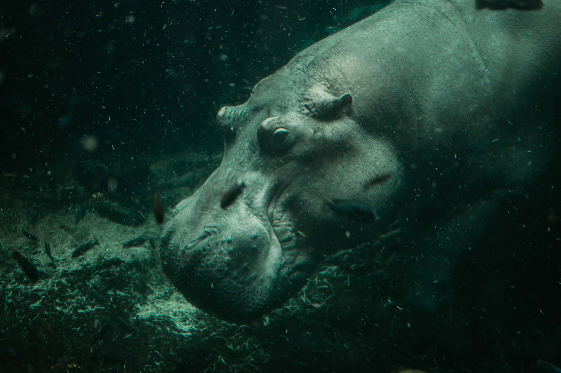Imagende Un Hipopótamo Comiendo Y Buceando En Un Río.