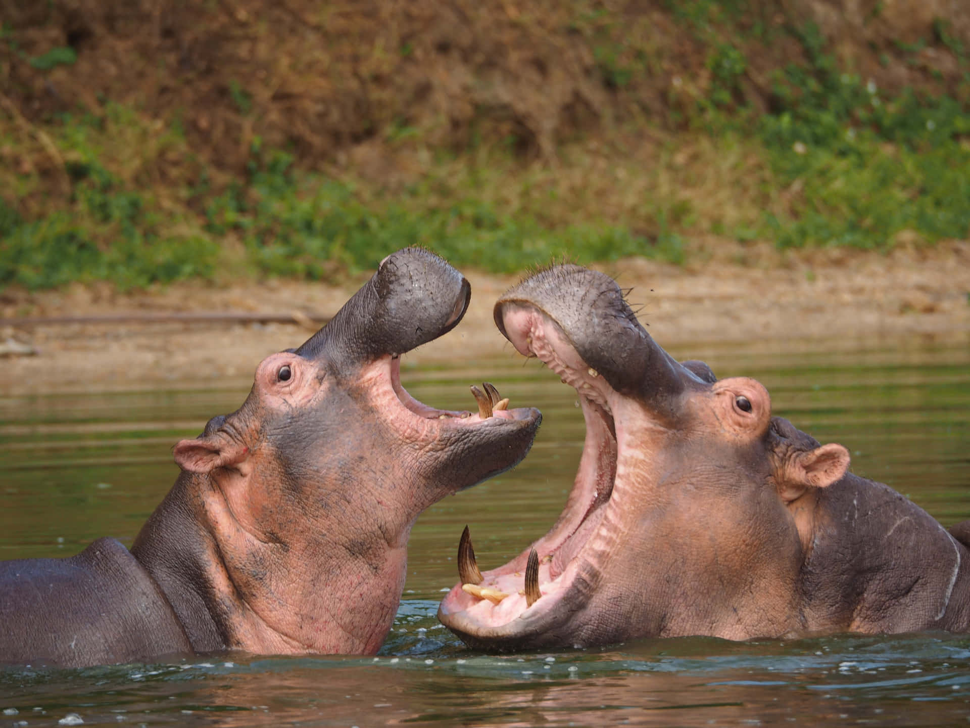 Hippopotamusen Rolig Bild Av En Flodhäst Som Leker I Vattnet.