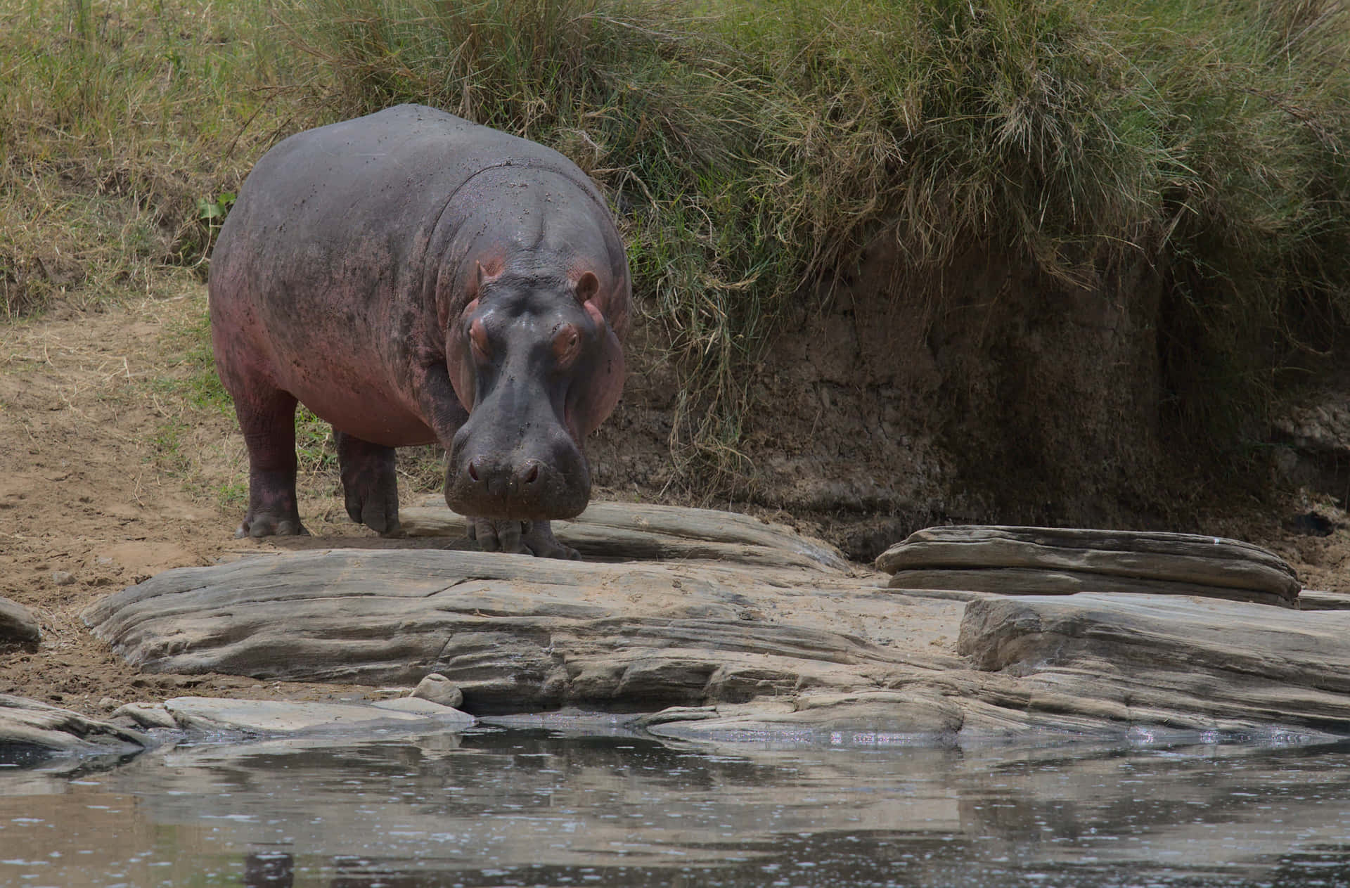 Imagende Hipopótamo En El Río Con Rocas Cerca De Casa.