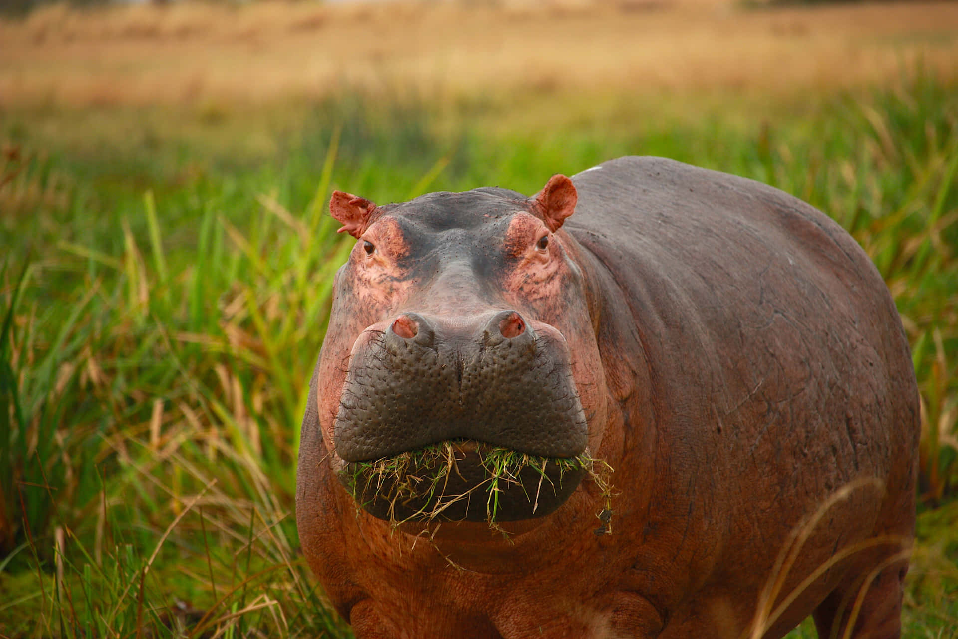 Hippopotamusbeim Grasfressen In Der Natur