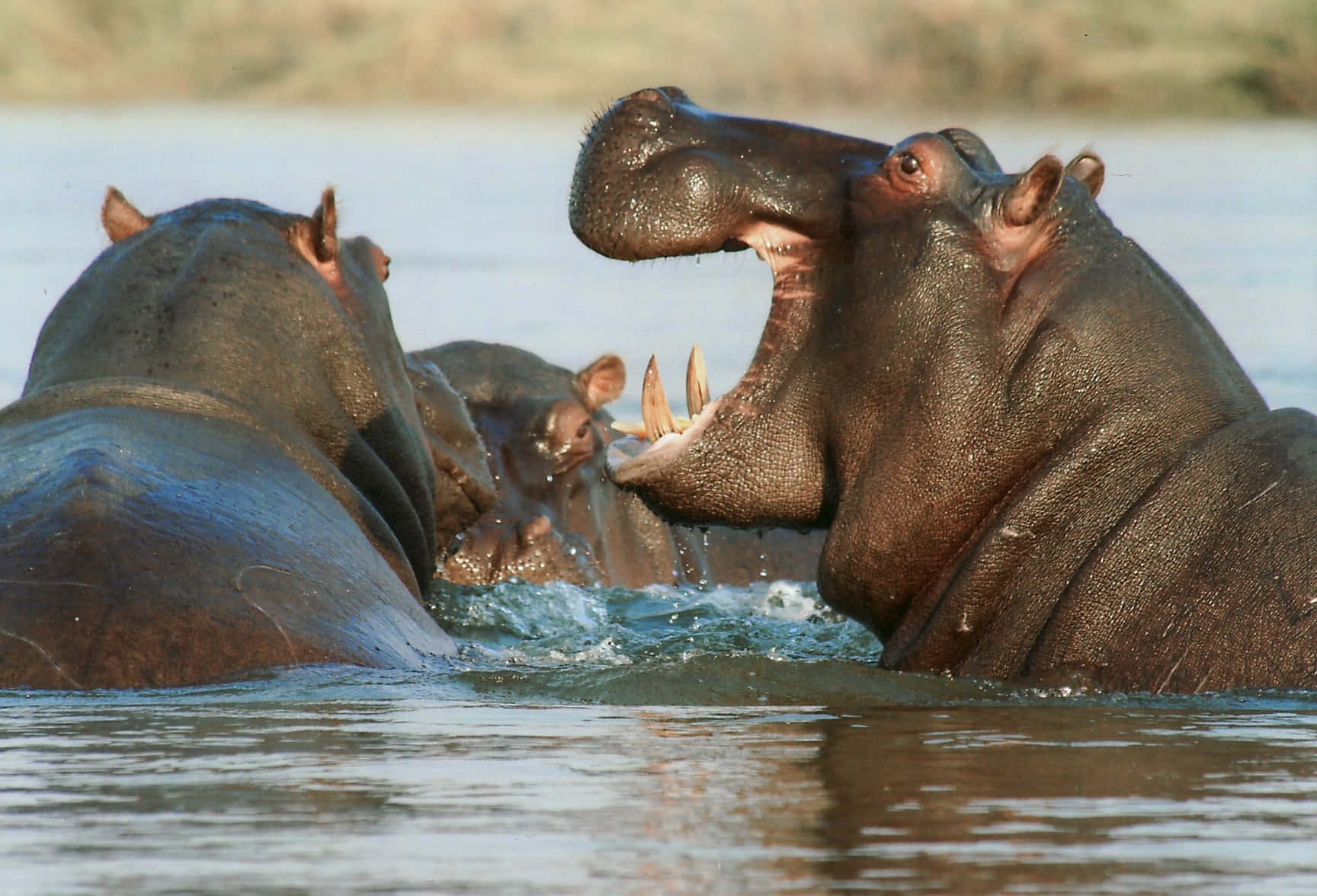 Imagende Hipopótamos Amigos Jugando En El Agua