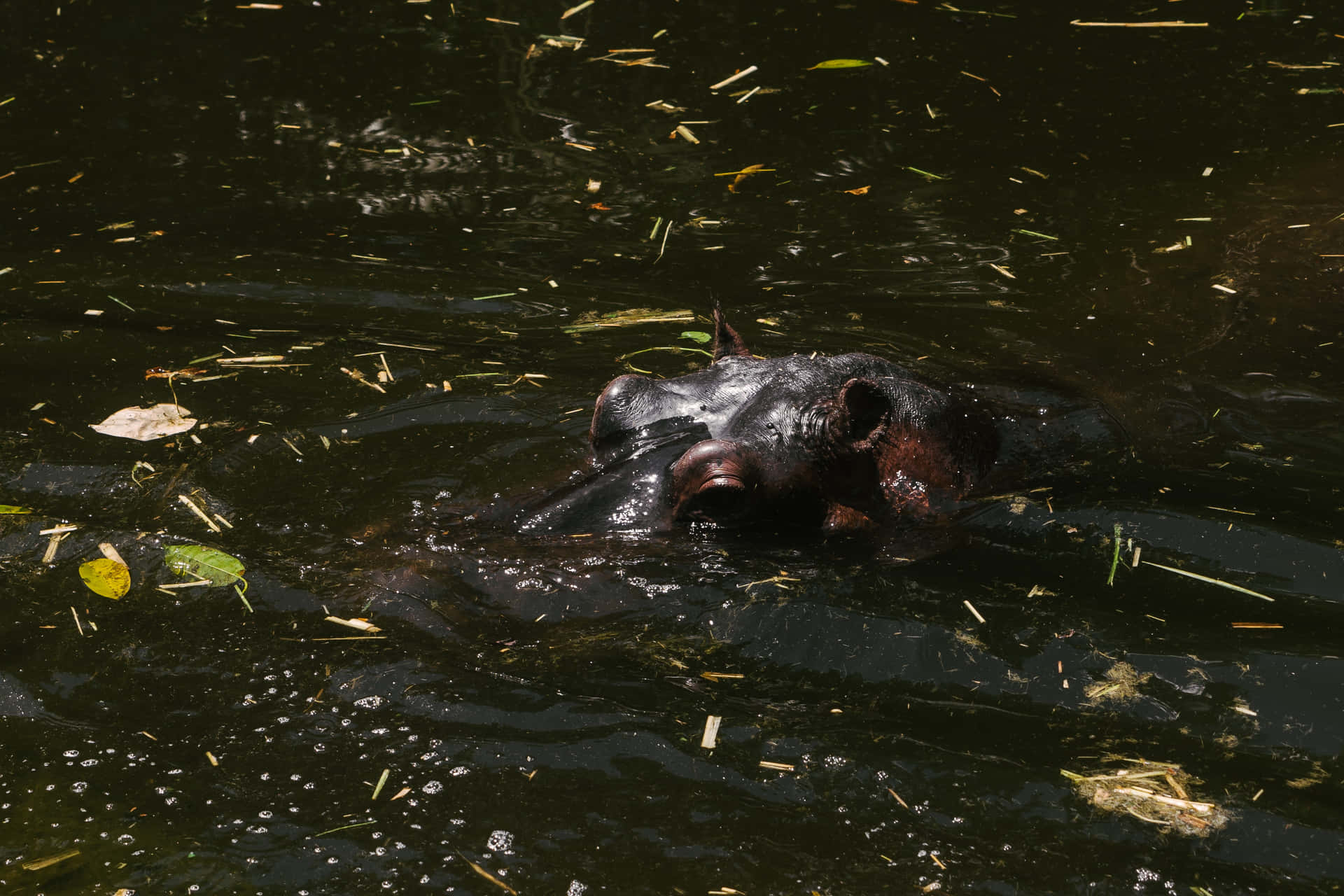 Imagende Hipopótamo De Piel Oscura En El Río