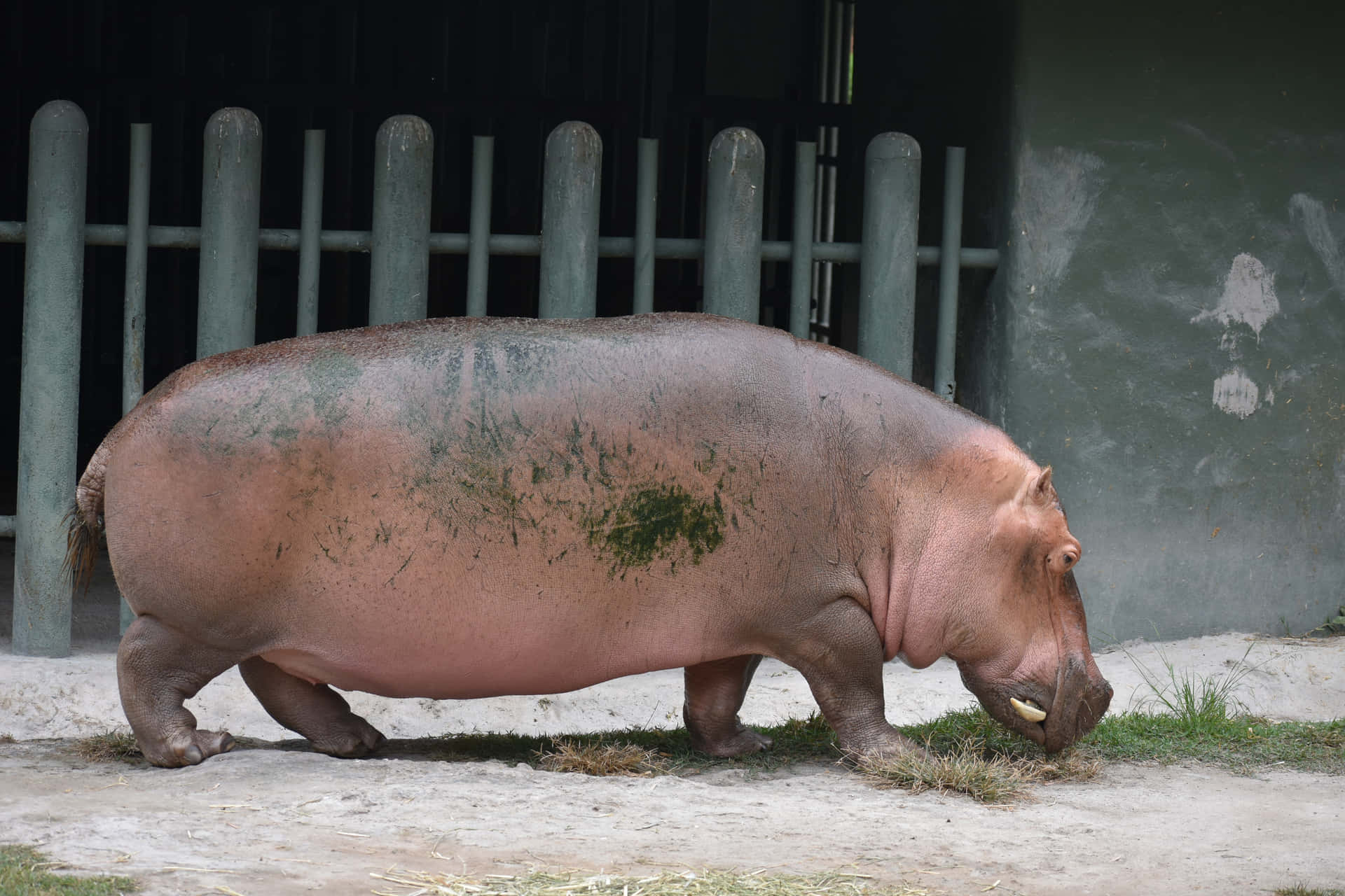 Imagende Un Hipopótamo Regordete Comiendo Hierba.