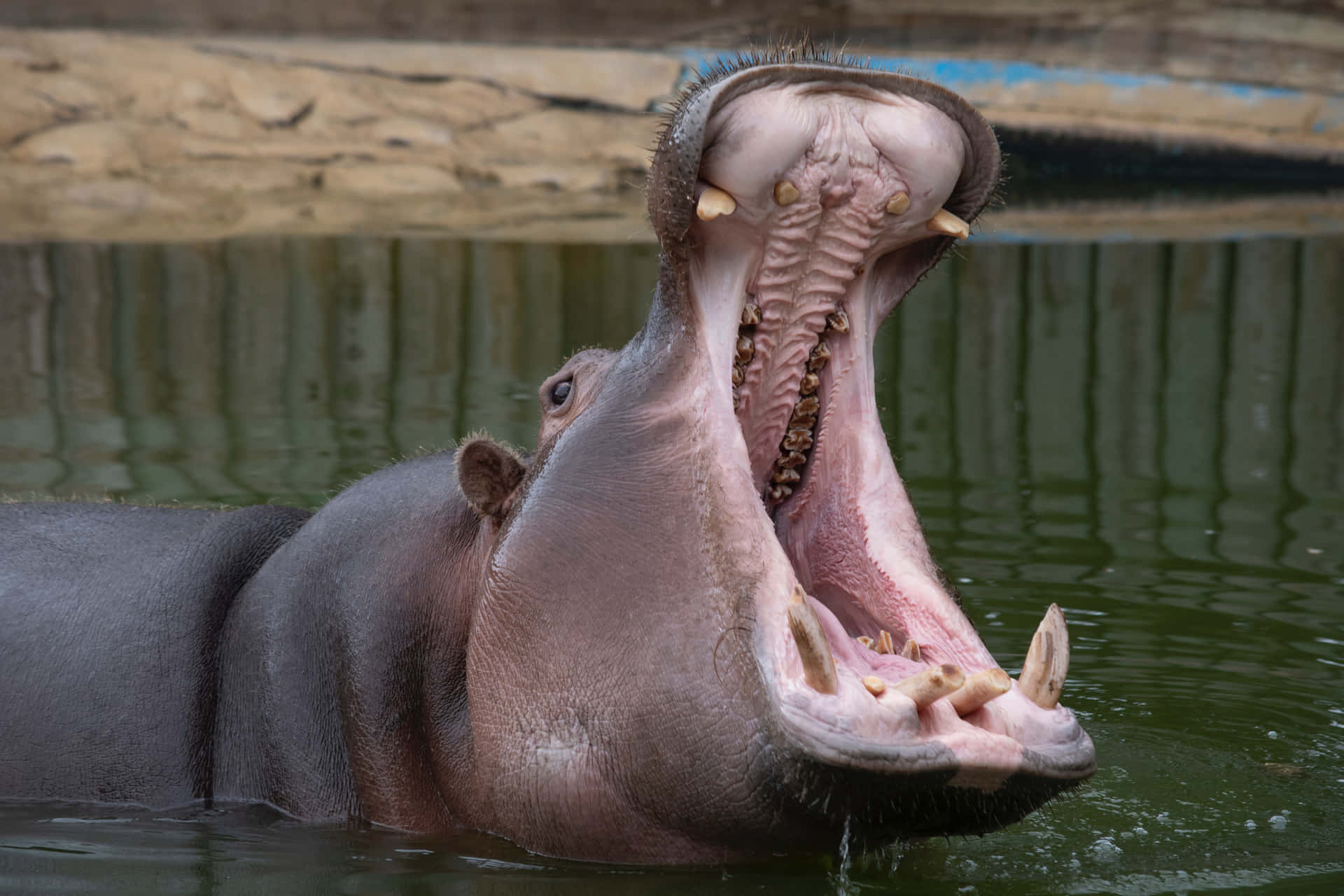 Imagende Un Hipopótamo Con La Boca Abierta En El Río