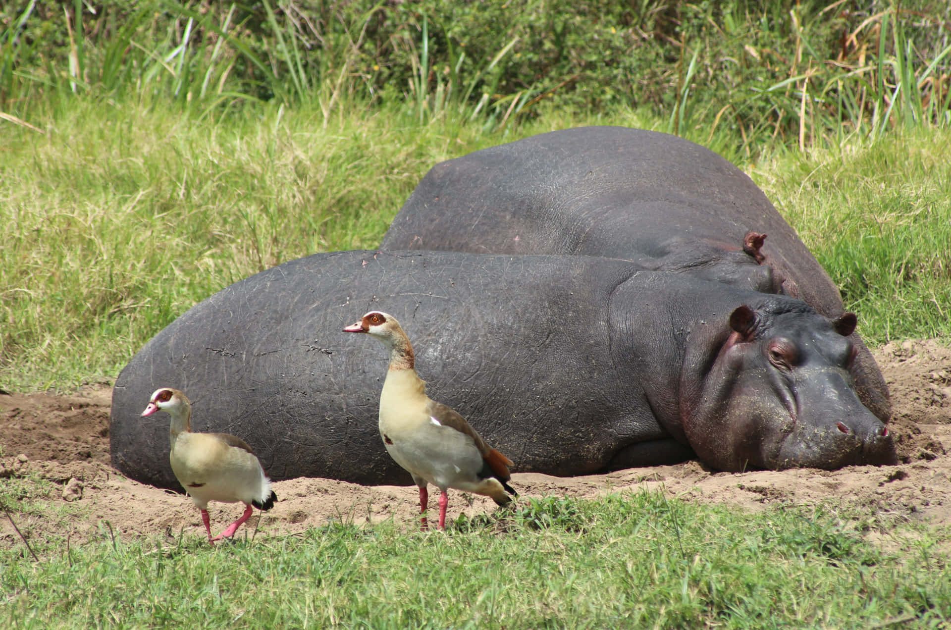 Hippopotamuserholsam Schlamm Freunde Bild