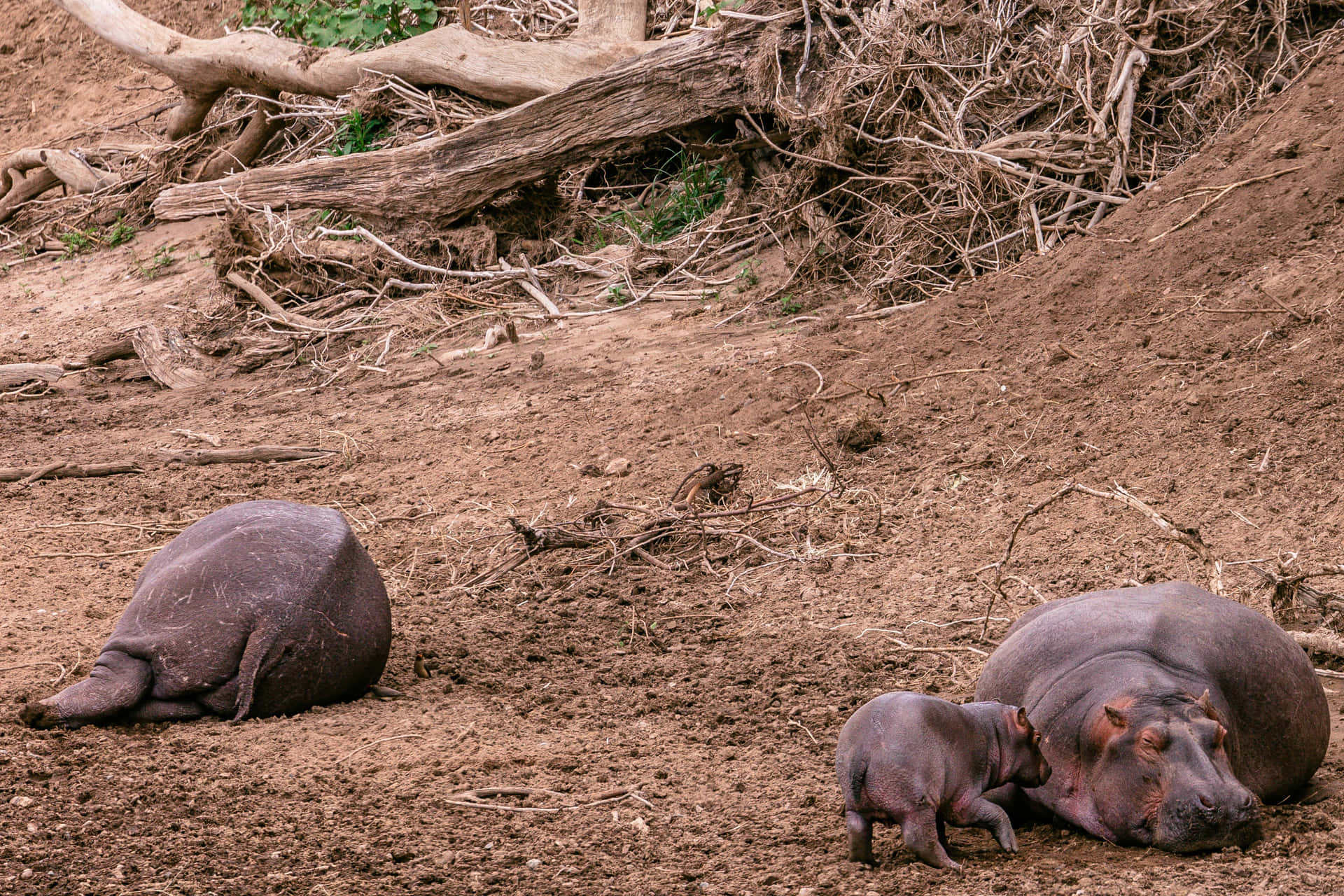Hippopotamus Muddy Grainy Dirt Picture