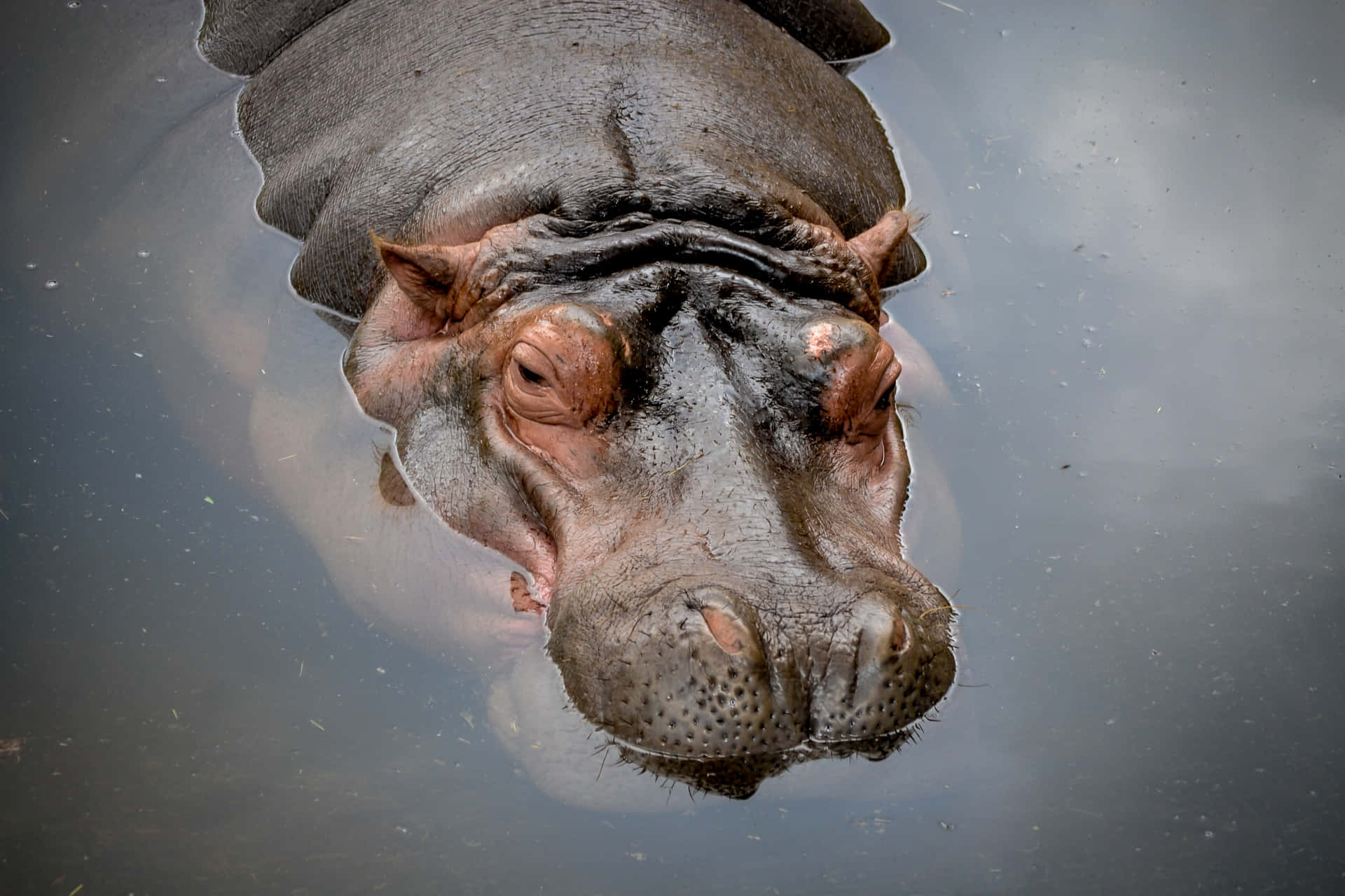 Imagende La Naturaleza De Un Hipopótamo Descansando En Un Río.