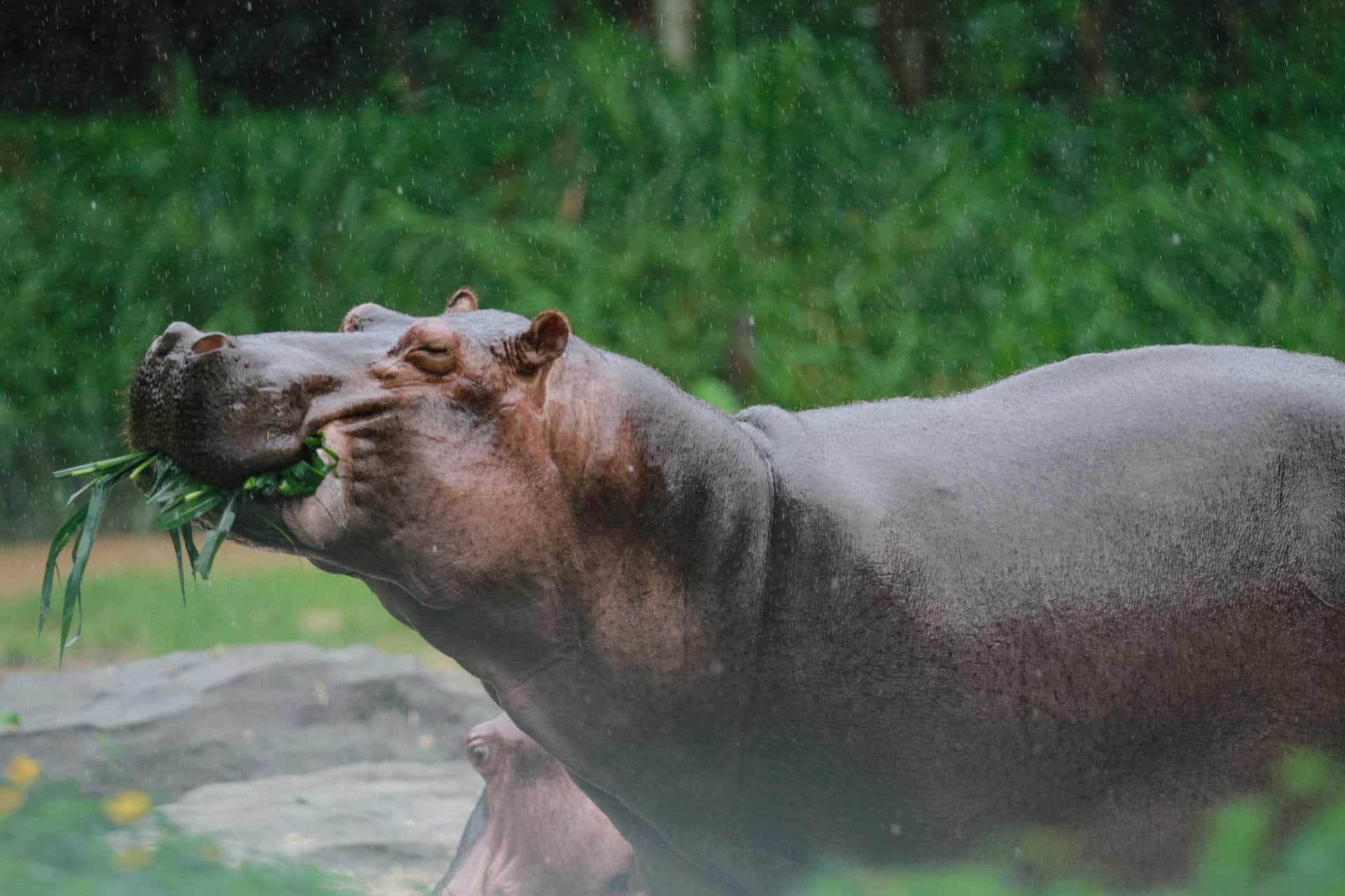 Imagende Un Hipopótamo Feliz Comiendo Plantas