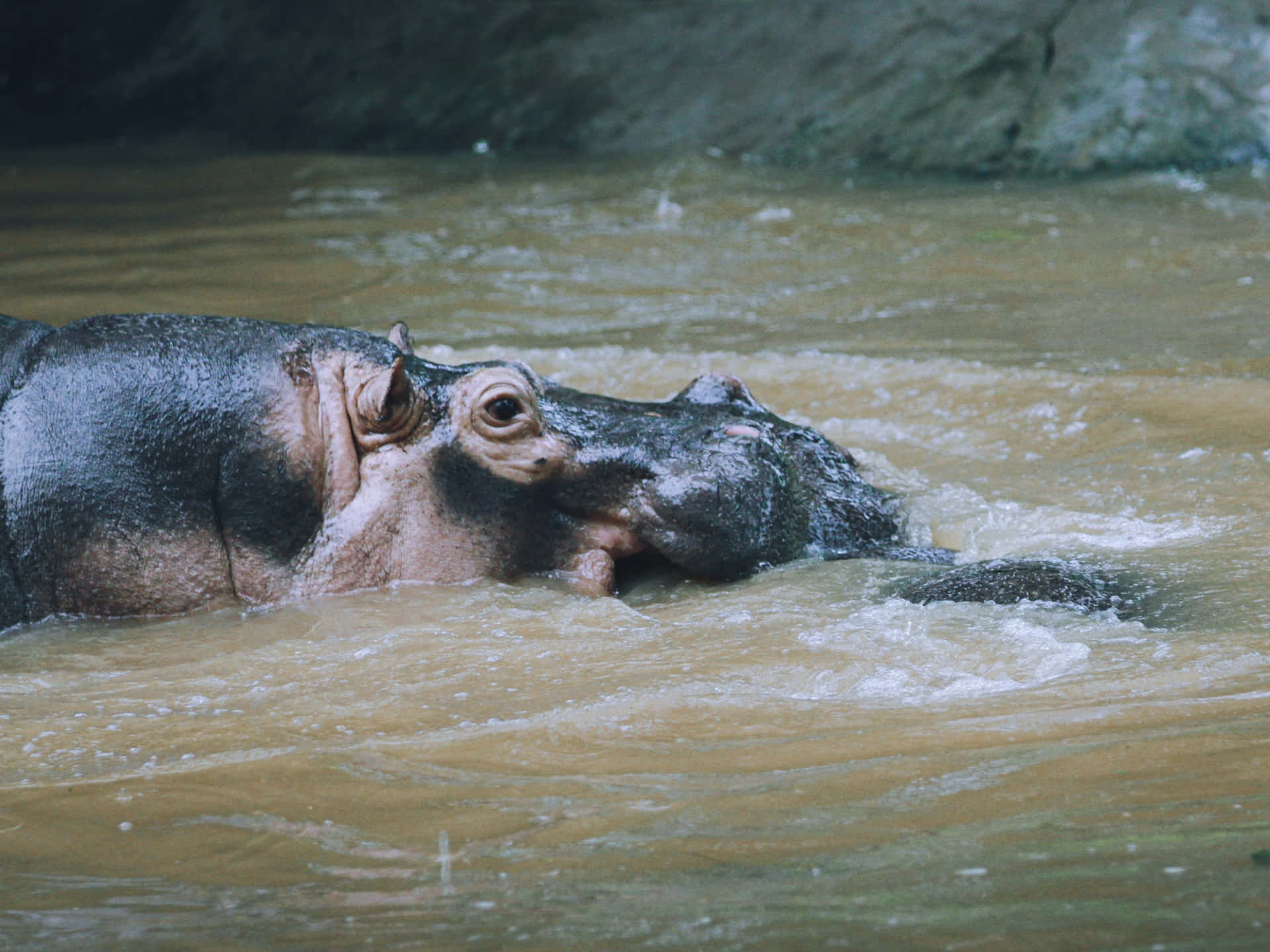 Imagende Un Hipopótamo En Un Río De Agua Turbia