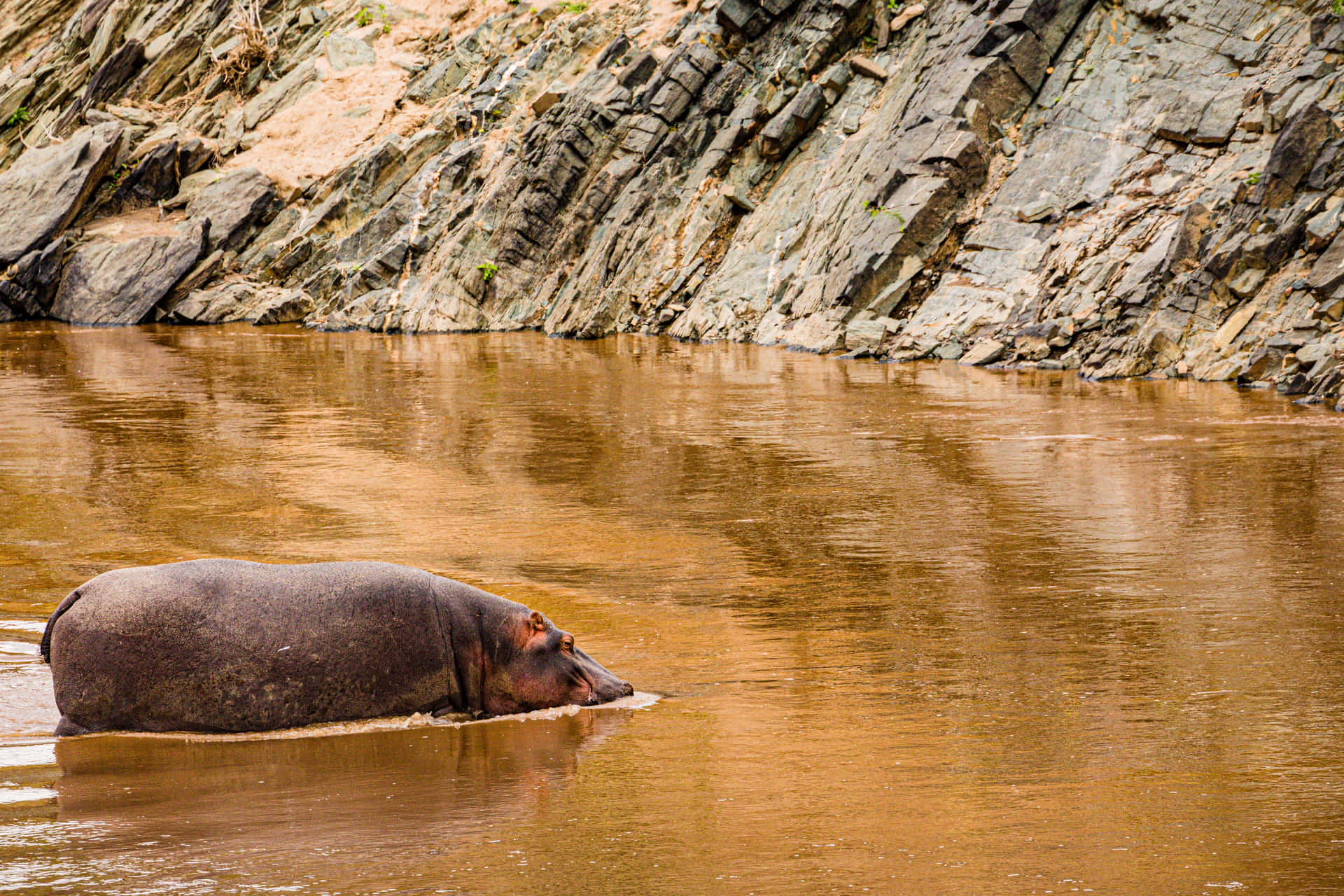 Hippopotamus Swimming Murky Water Picture