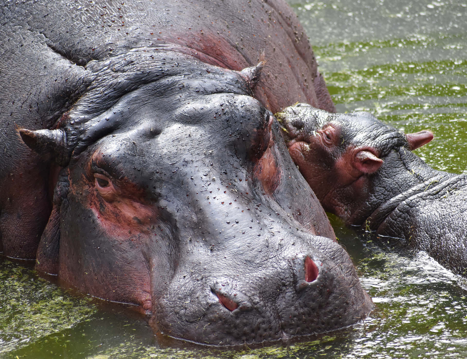 Granimagen De Un Bebé Hipopótamo En El Río