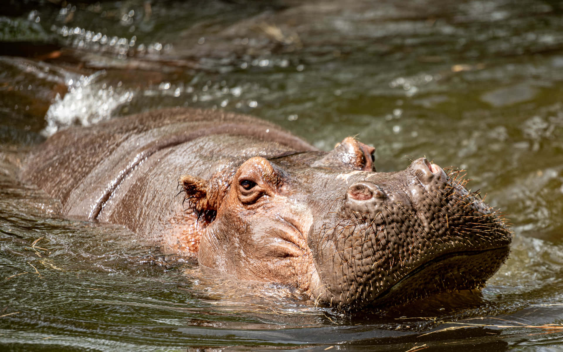 Hippopotamus Huge Swimming River Picture