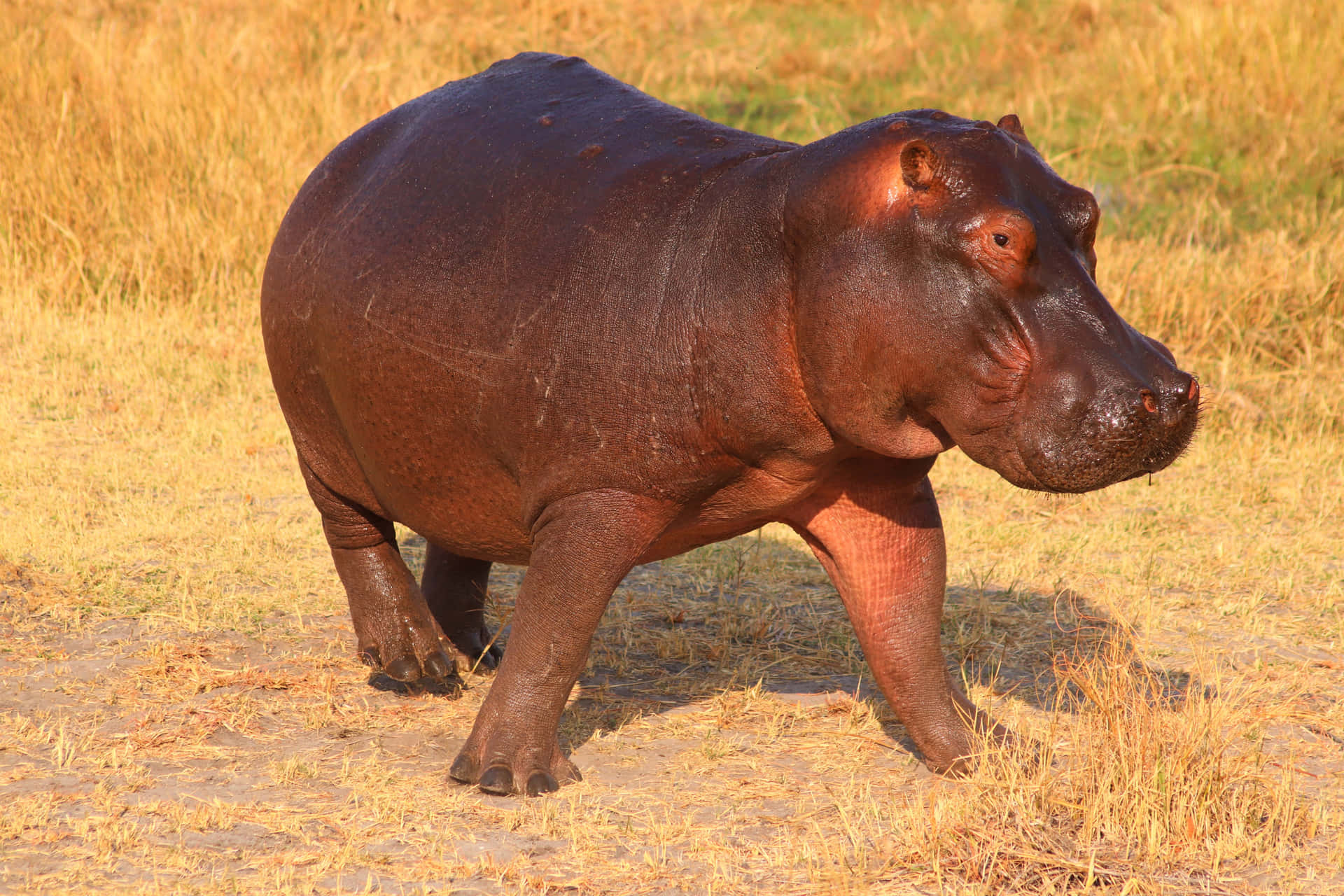 Imagende Un Pequeño Hipopótamo En Un Campo