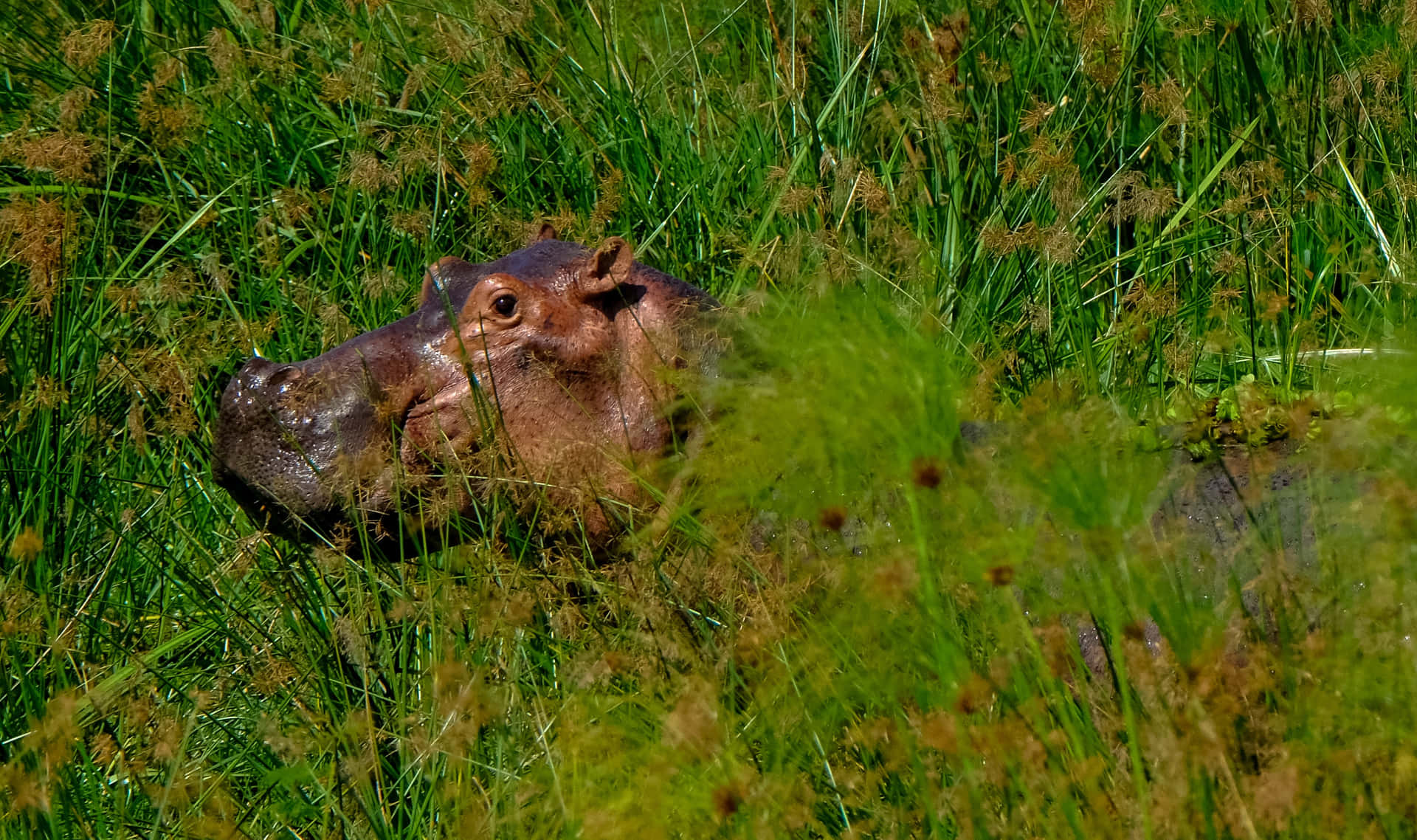 Hipopótamose Escondendo Em Uma Imagem De Natureza Verde.