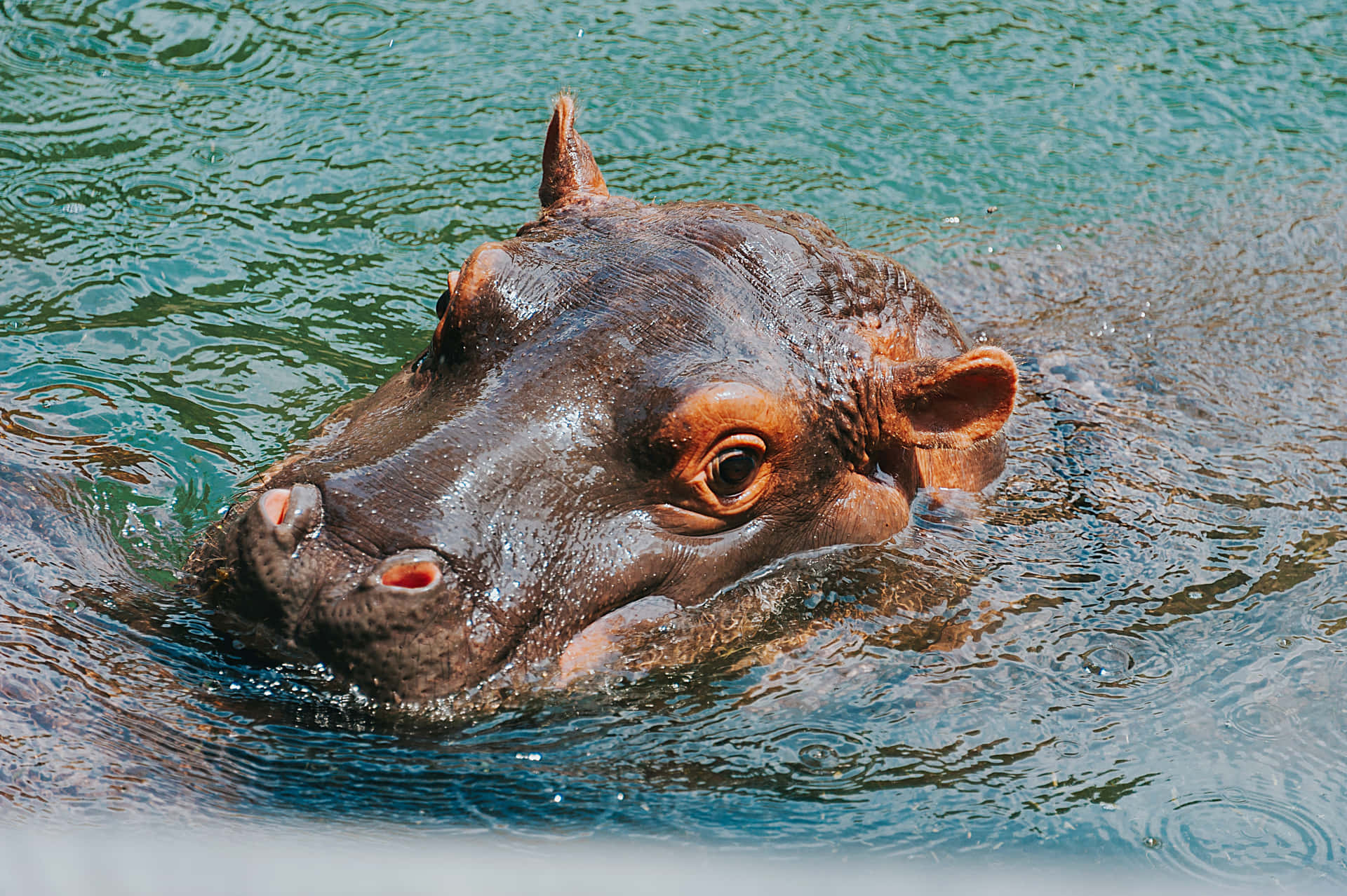 Cute Brown Baby Hippopotamus Picture