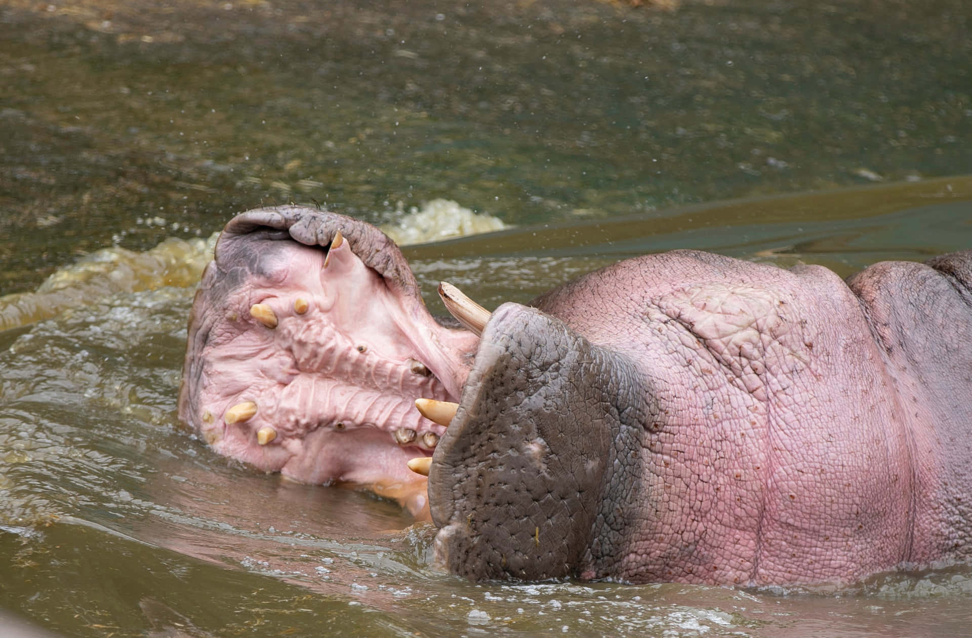 Imagencool De Un Hipopótamo Nadando En El Río.