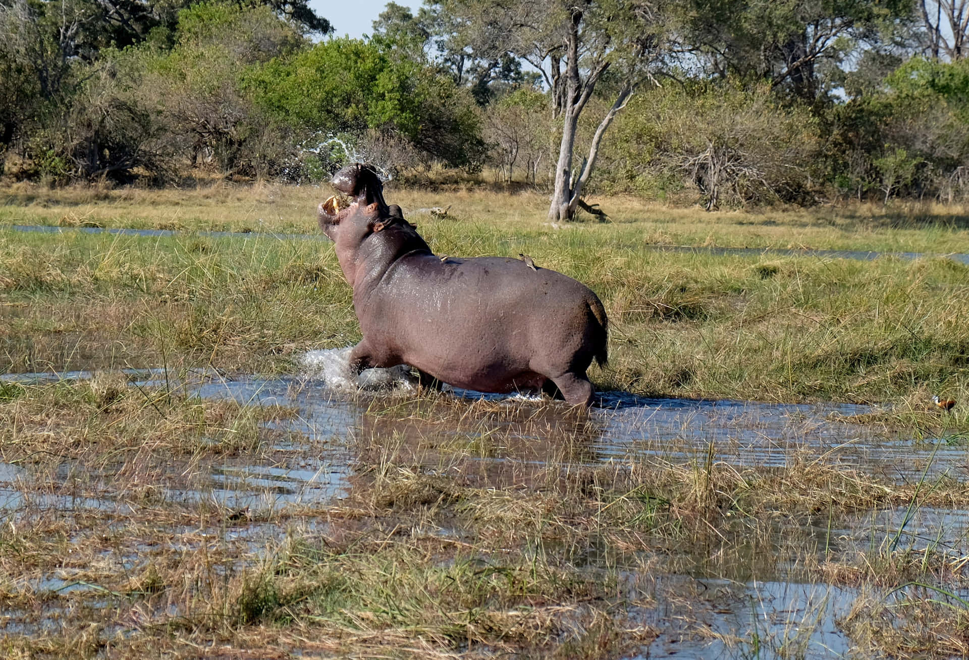 Hippopotamusrennt Durch Schlammiges Wasser Bild