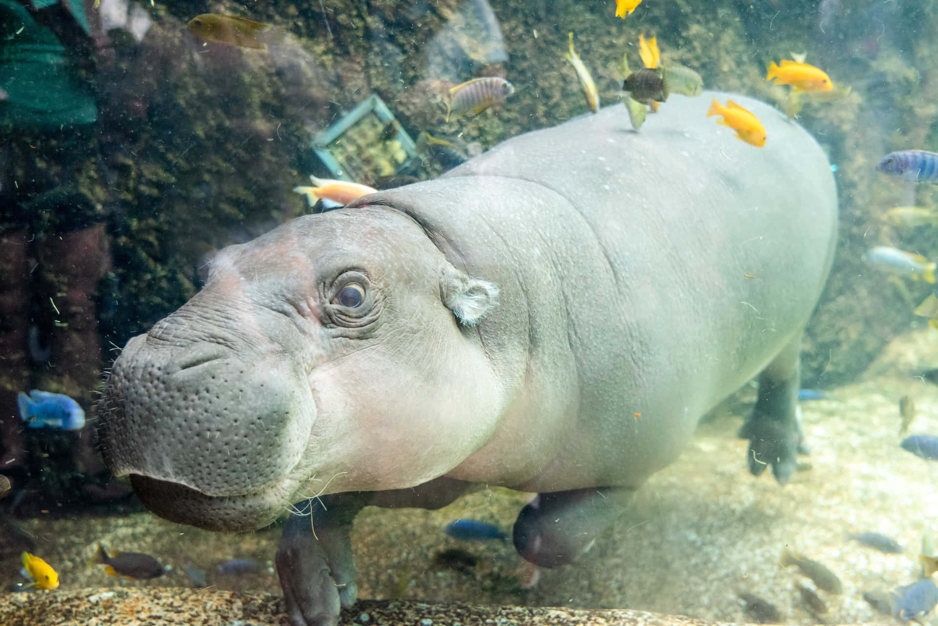 Imagende Hipopótamos Lindos Buceando Con Peces