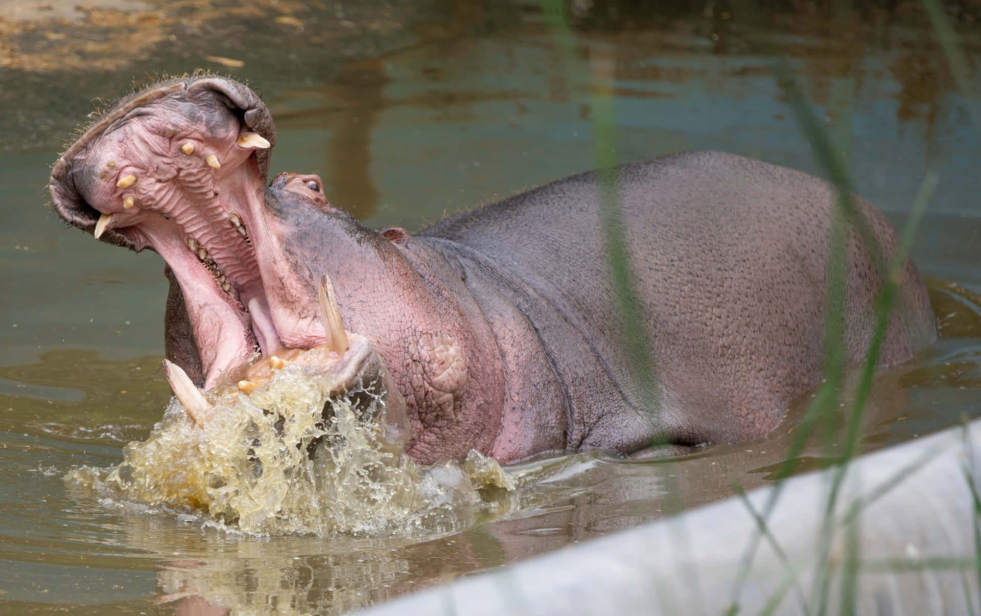 Imagende Hipopótamos Cazando Comida En El Río