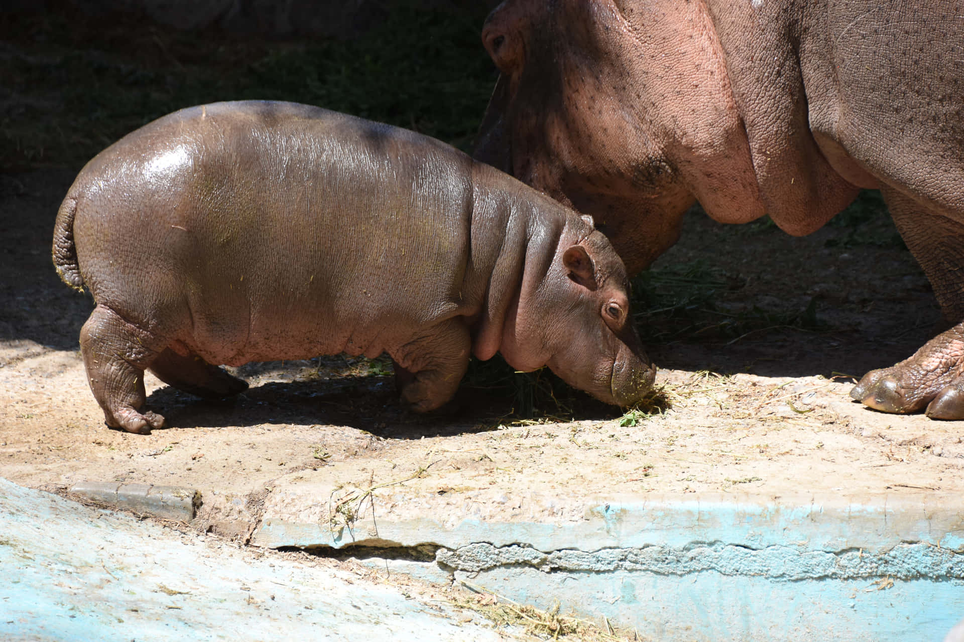Imagende Un Hipopótamo Bebé Pequeño Y Lindo.