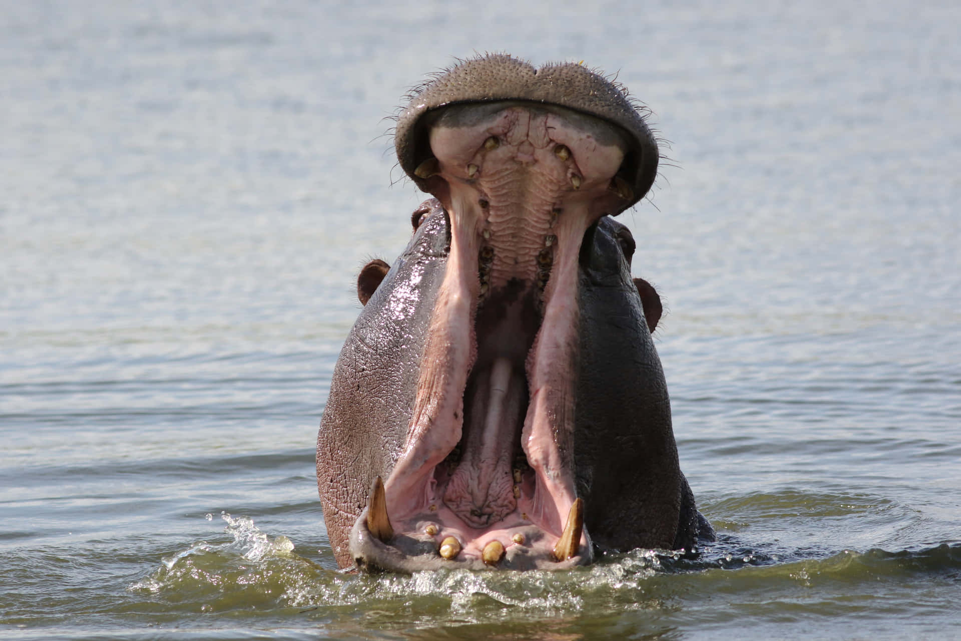 Imagende Hipopótamo Con Boca Ancha En El Río.