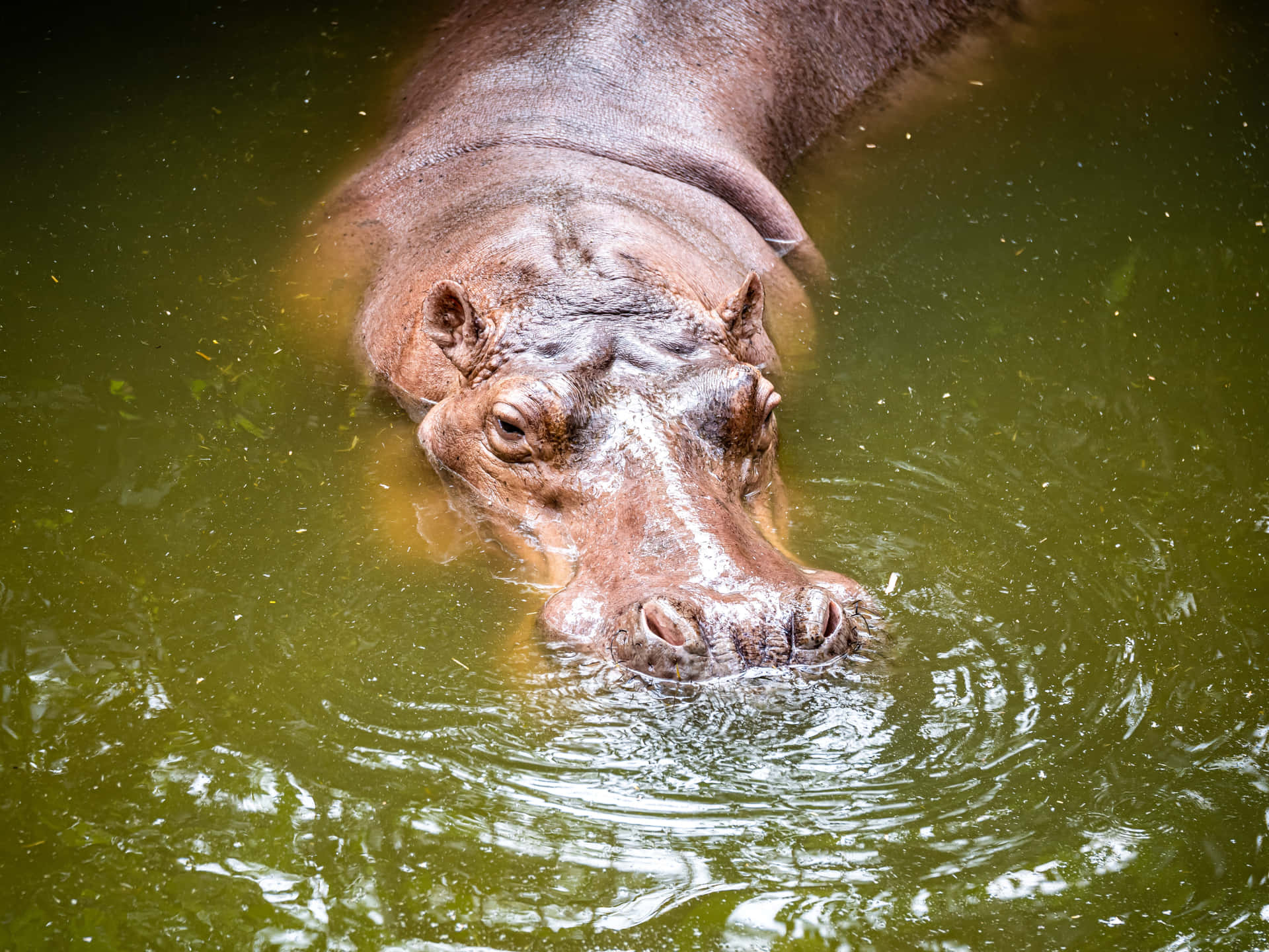 Imagende Un Hipopótamo En Un Río Verde De Agua