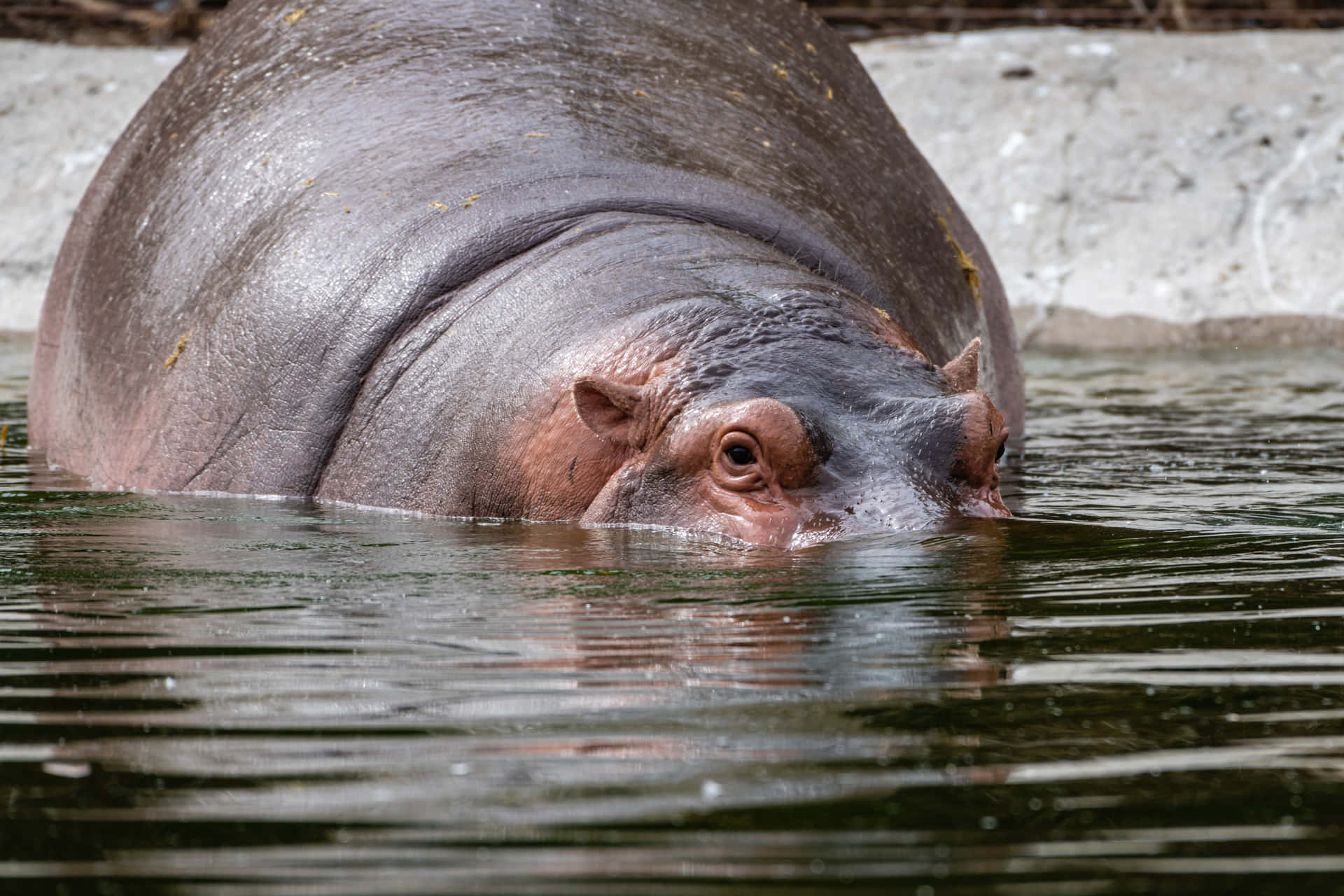 Imagende Un Hipopótamo Bañándose En Un Refrescante Río.