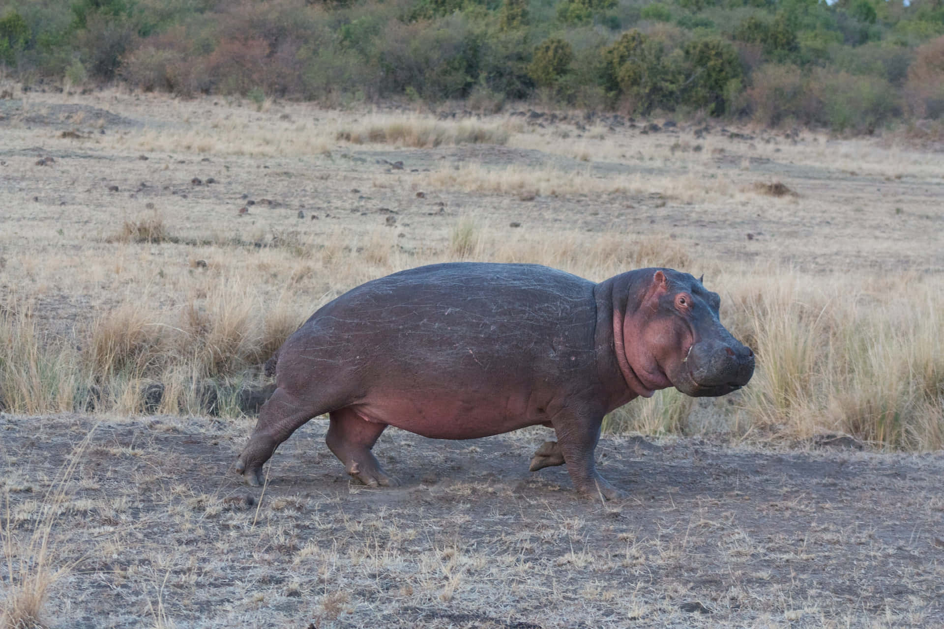 Hippopotamus Cute Baby Field Picture