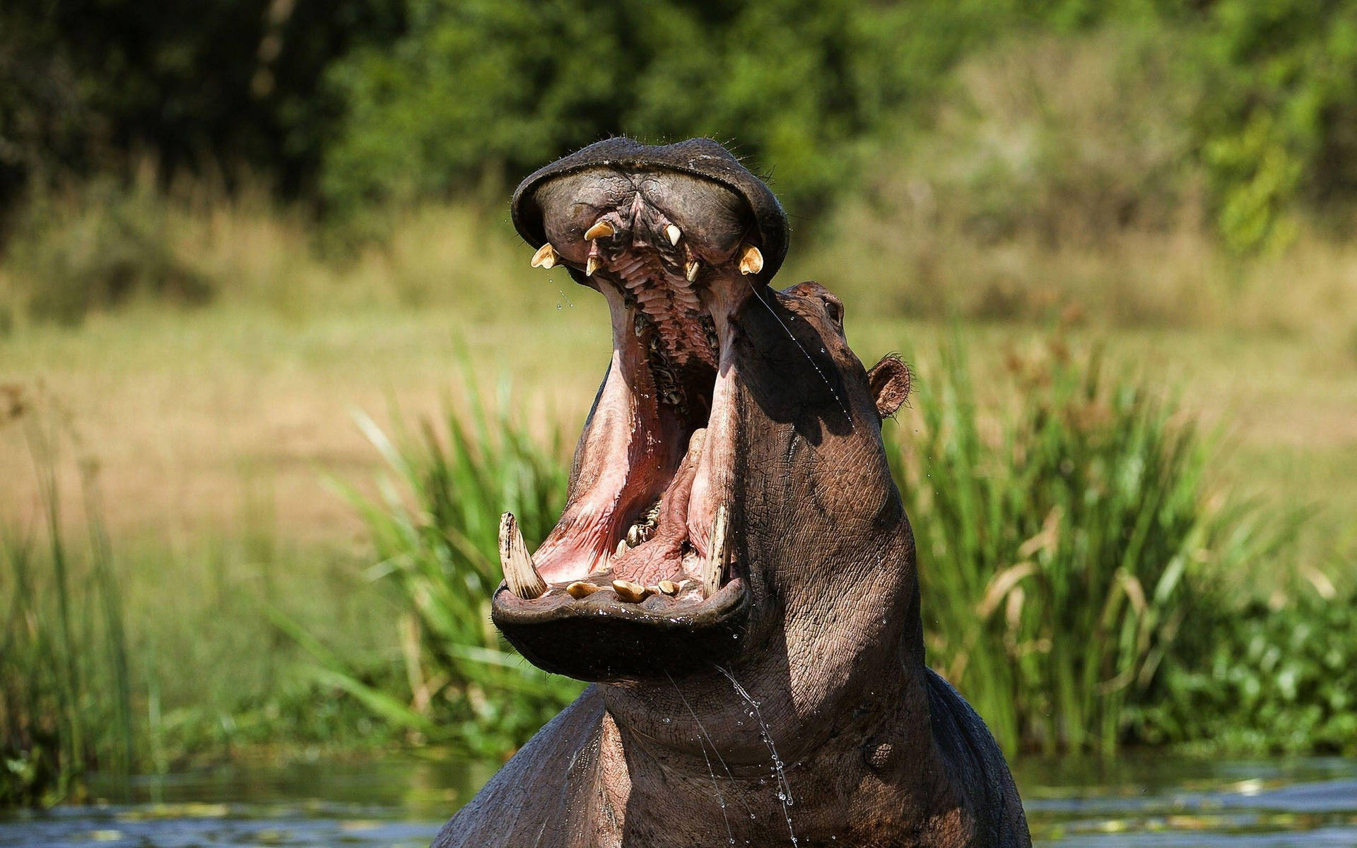 Hippopotamus Primal Mouth