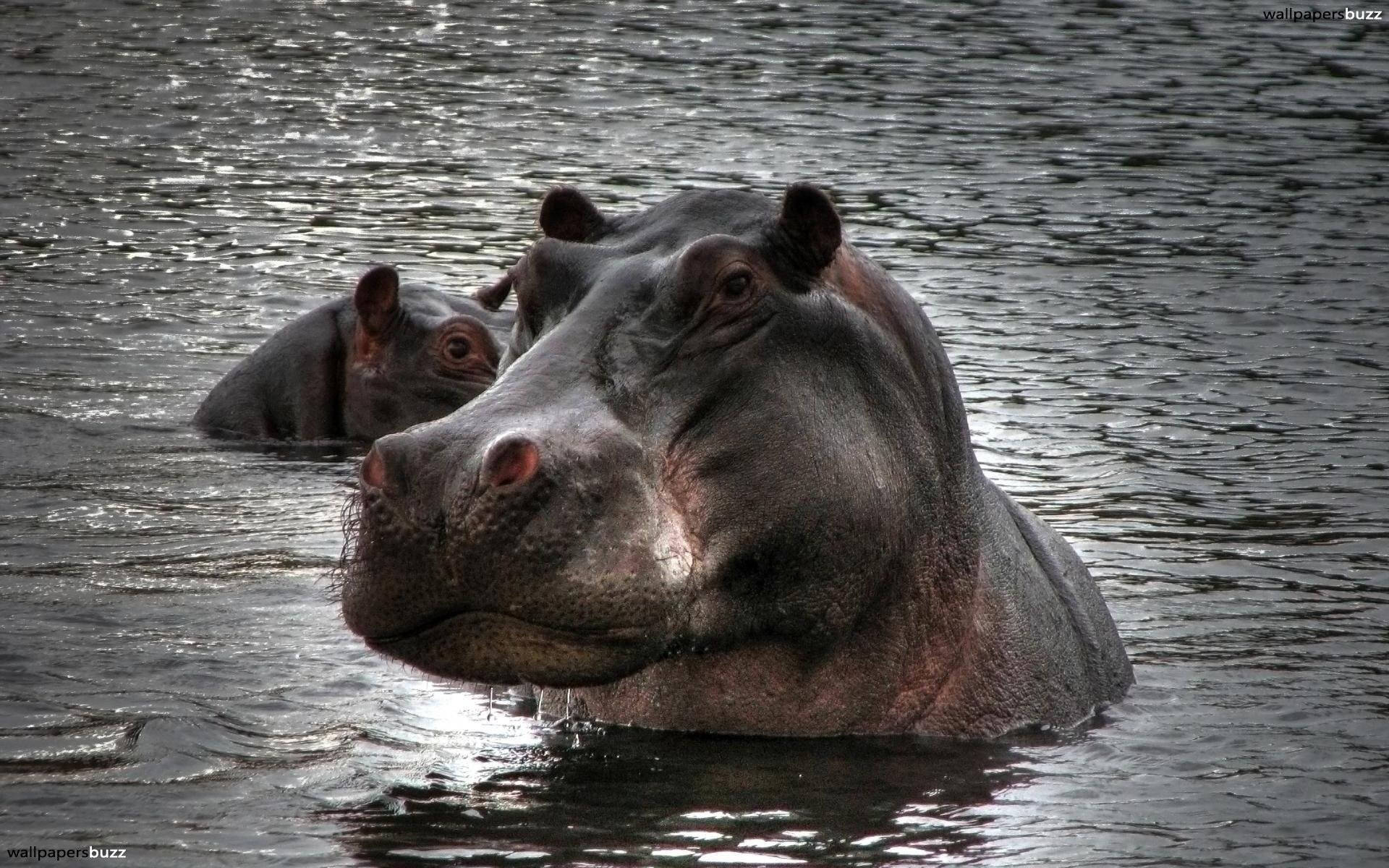 Hippopotamus Shadowy Toned Down Photograph