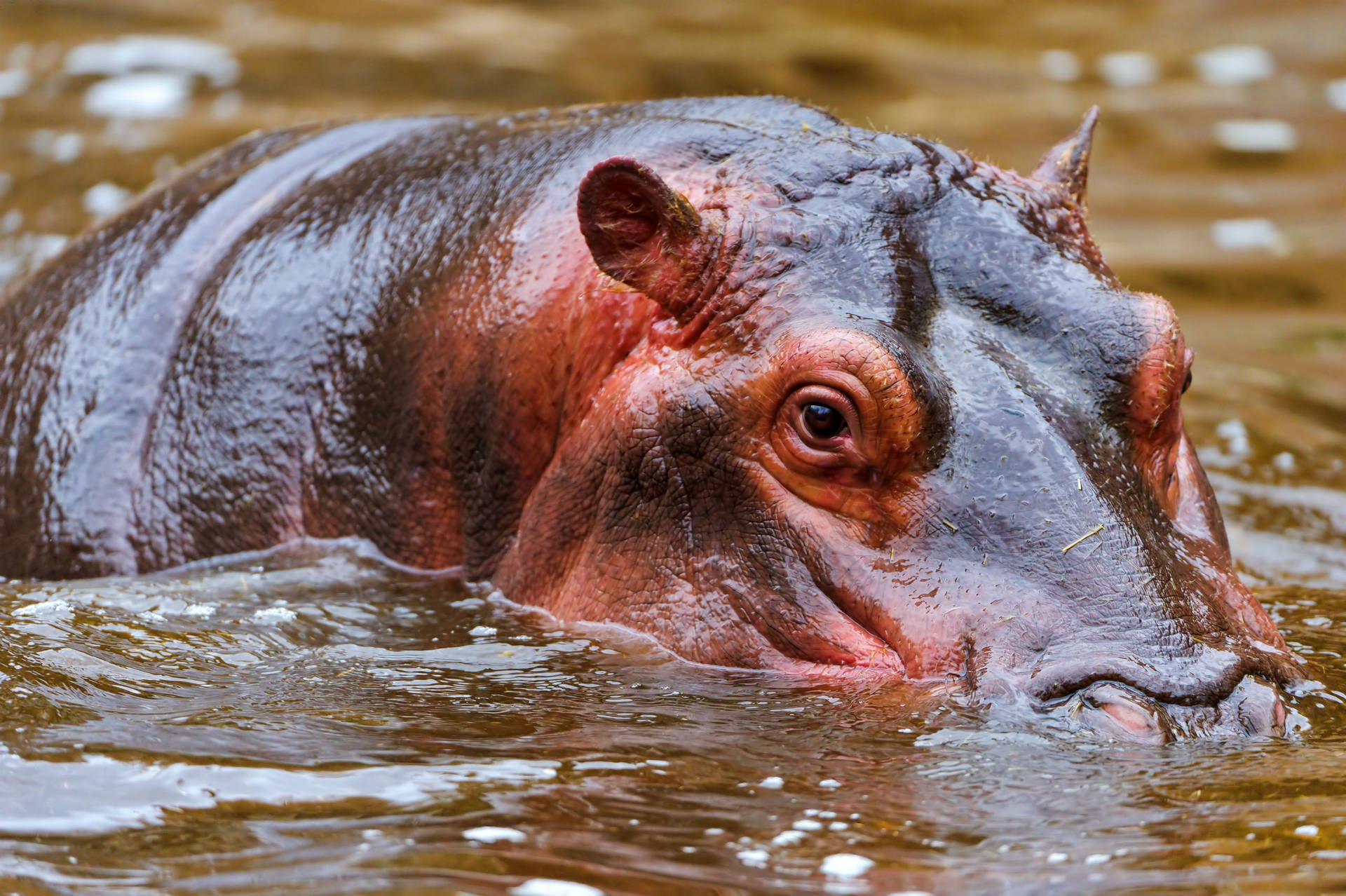 Hippopotamus Shiny Skin Appearance