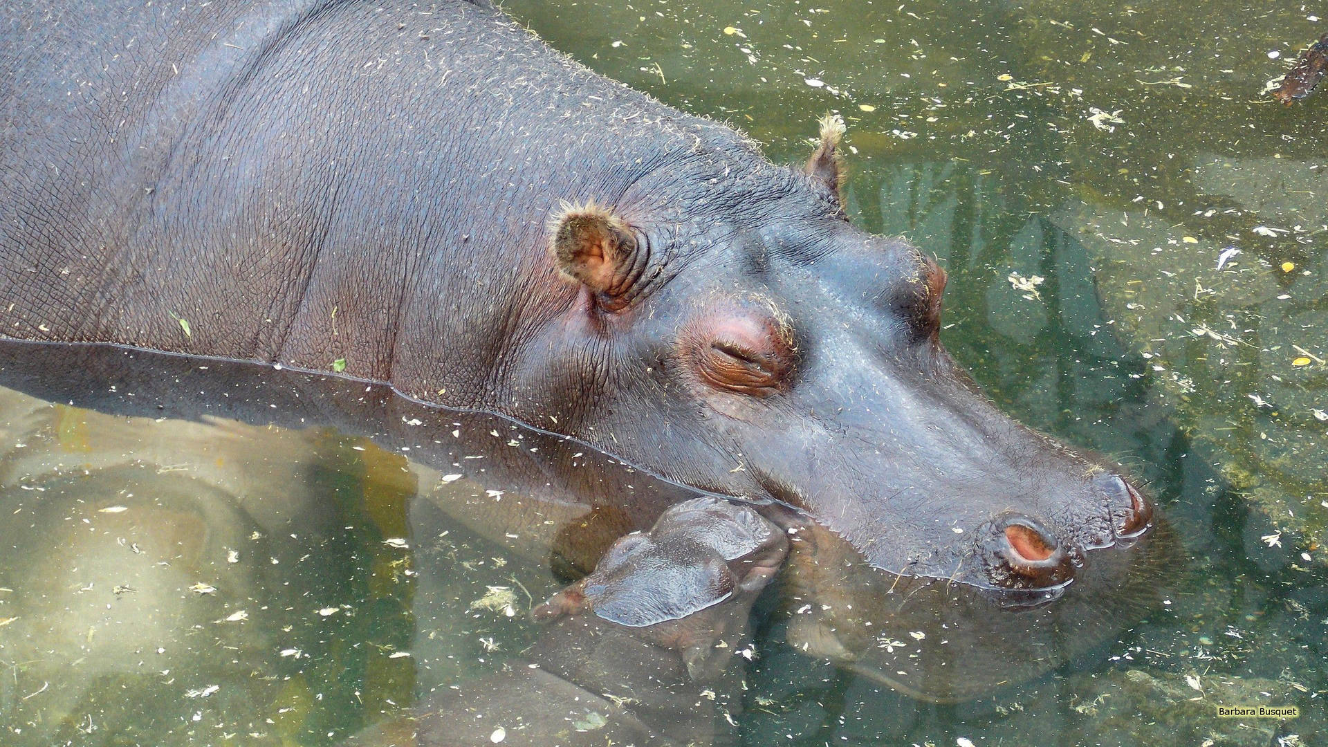 Hippopotamus Slumbering Peacefully