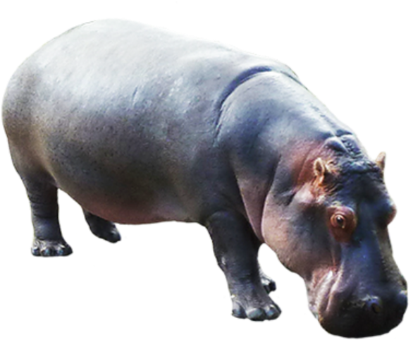 Hippopotamus Standing Isolated PNG