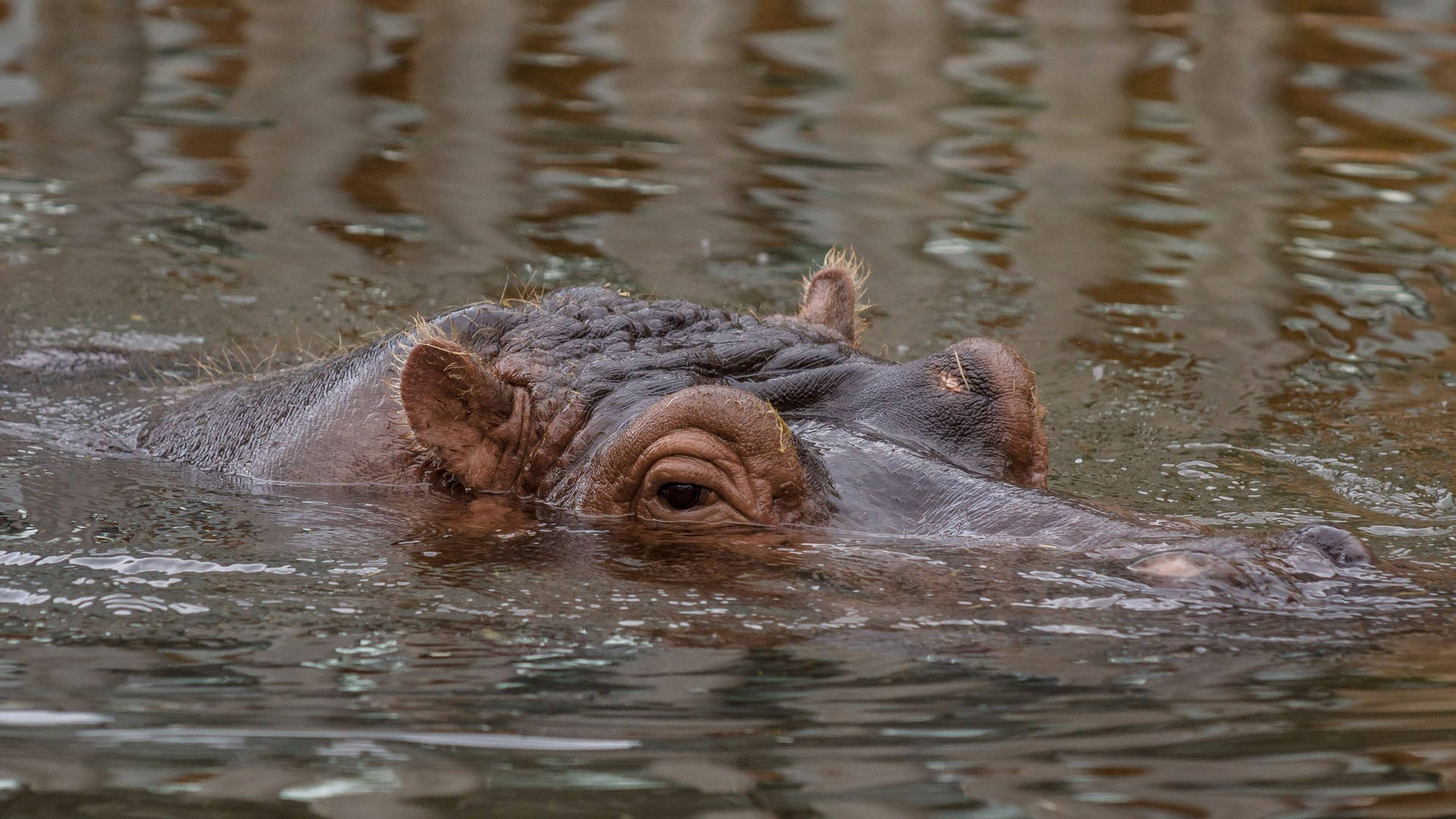 Hippopotamus Submerged Massive Head