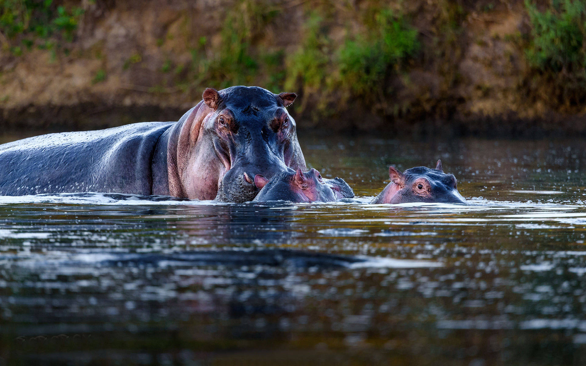 Hippopotamus Swimming With Two Hippos