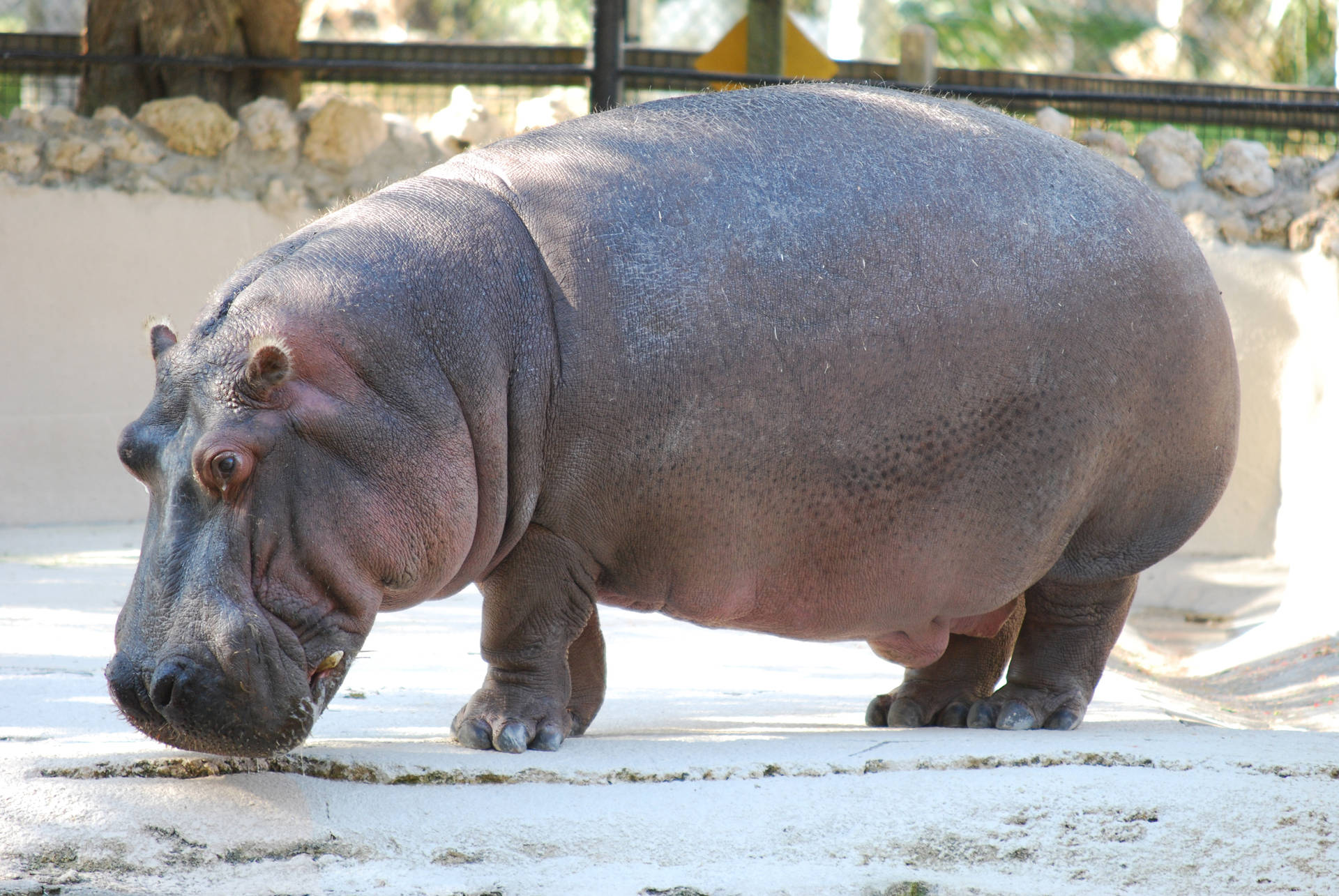 Hippopotamus White Cage Flooring